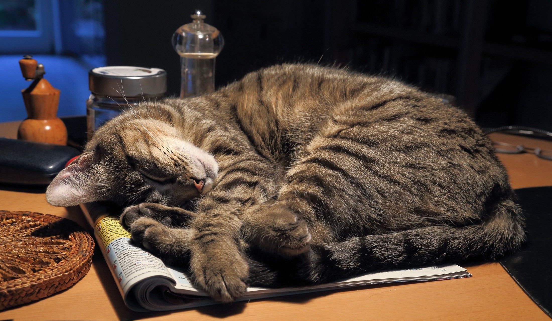 Tabby cat sleeping on a magazine HD Wallpaper