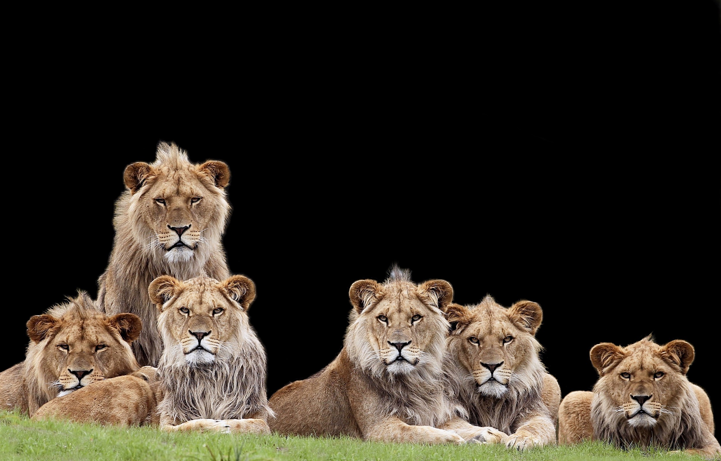 A pride of lions on a black background HD Wallpaper