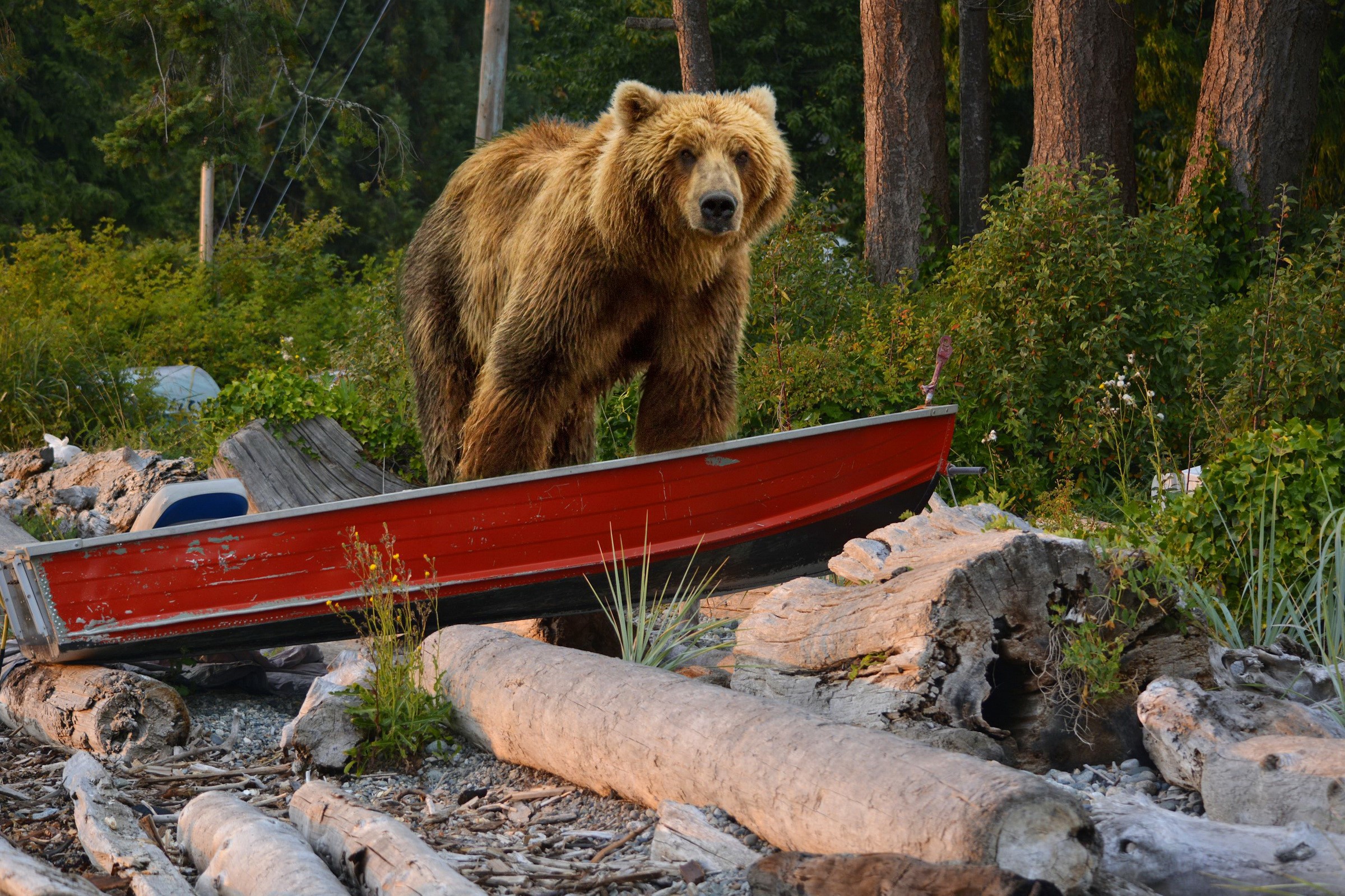 Brown bear standing next to a red boat on a shore HD Wallpaper