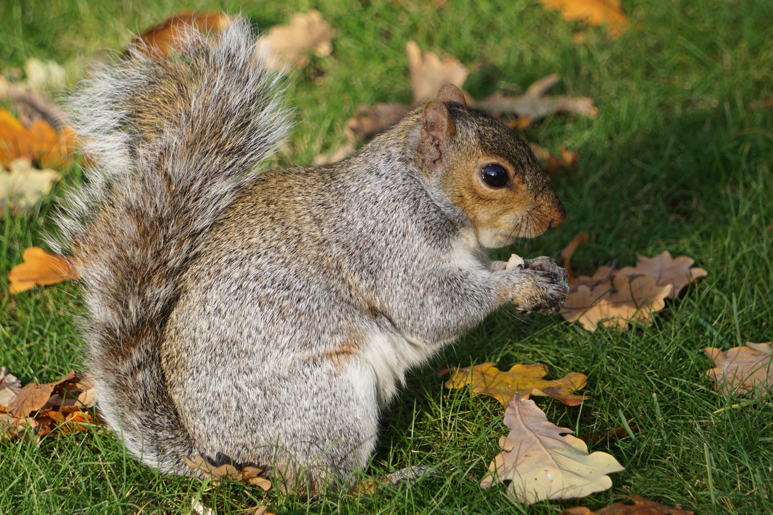 Squirrel eating in grass with fallen leaves HD Wallpaper