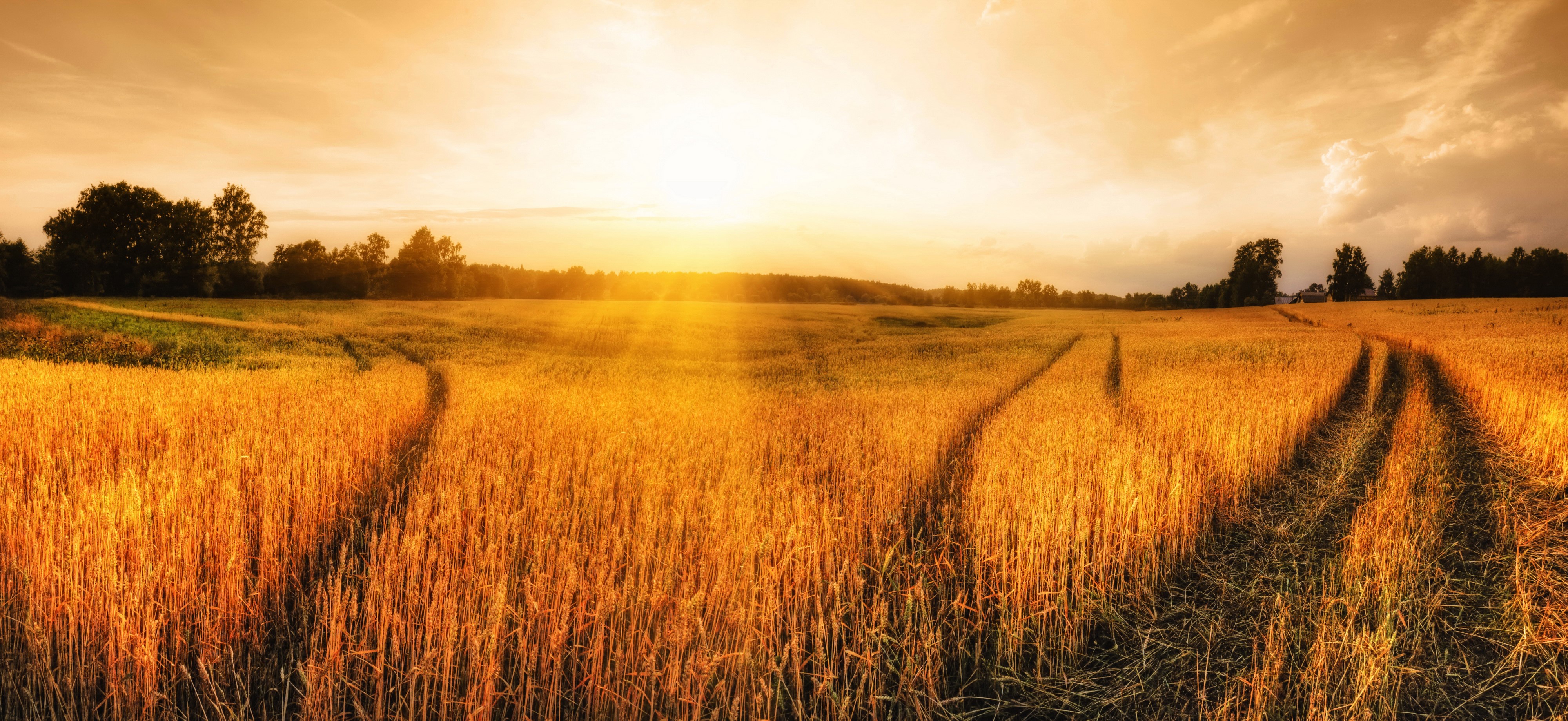 Wheat field at sunset with sun rays HD Wallpaper