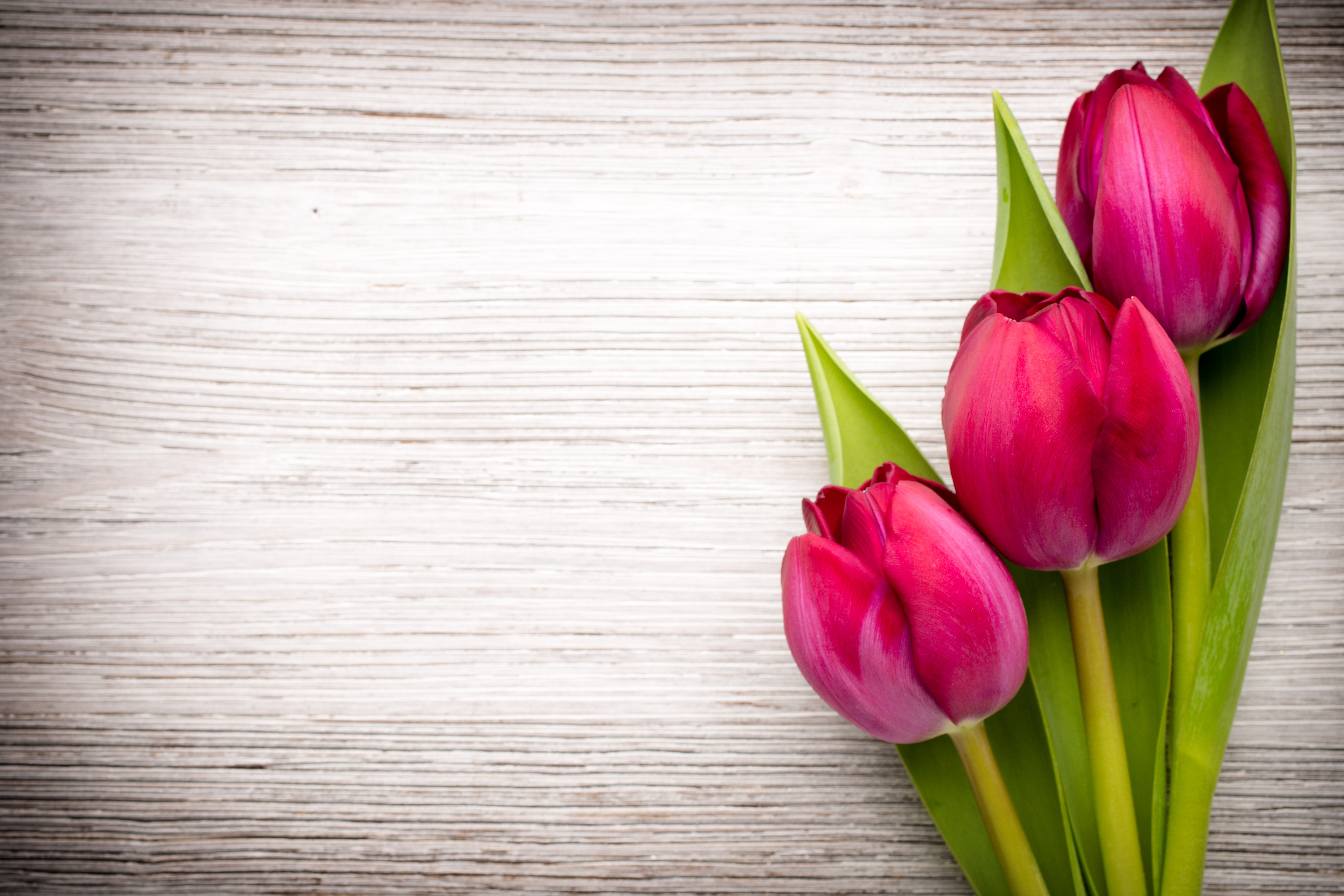 Three Red Tulips on Wood Planks HD Wallpaper