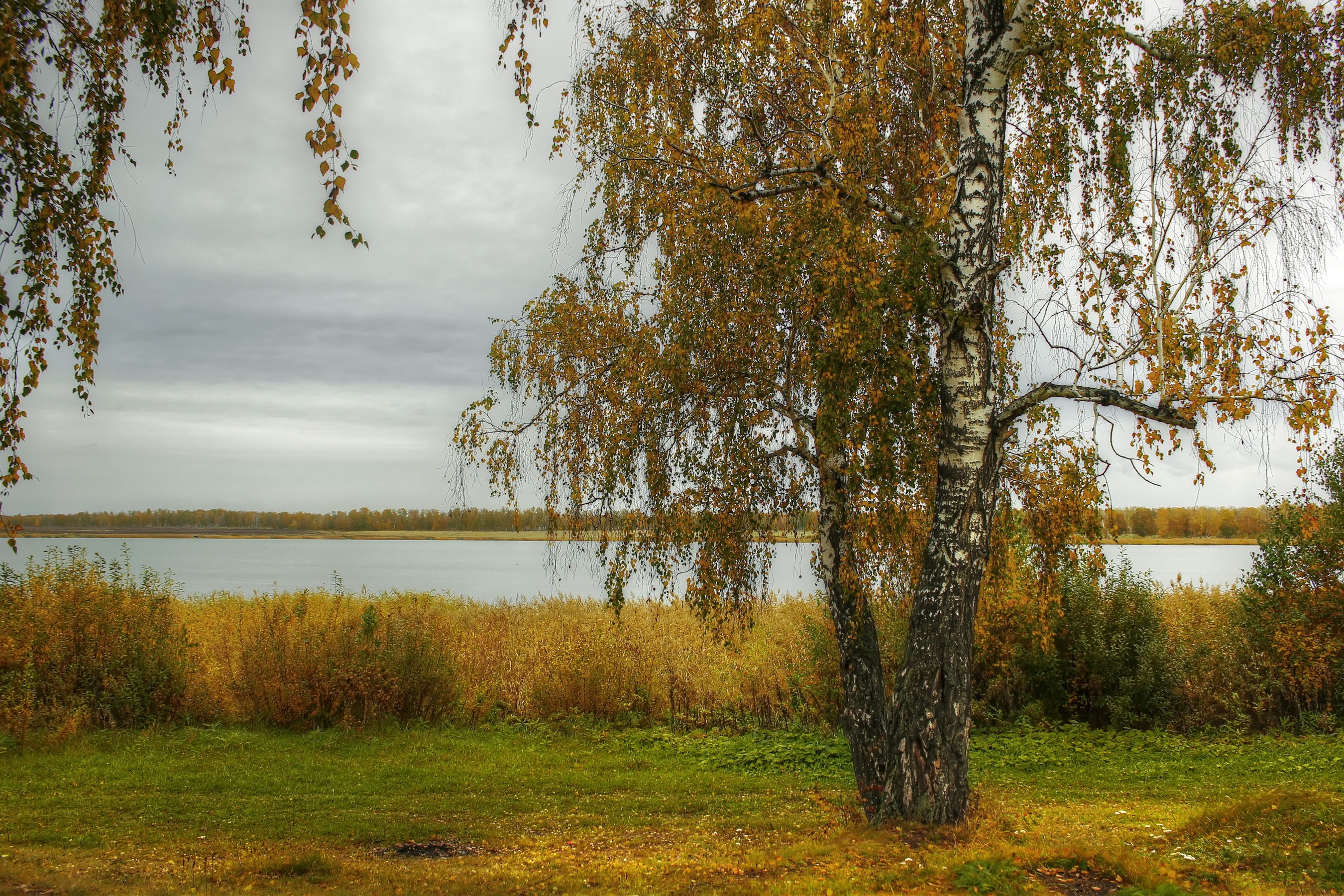 Autumn Birch Trees by a River HD Wallpaper