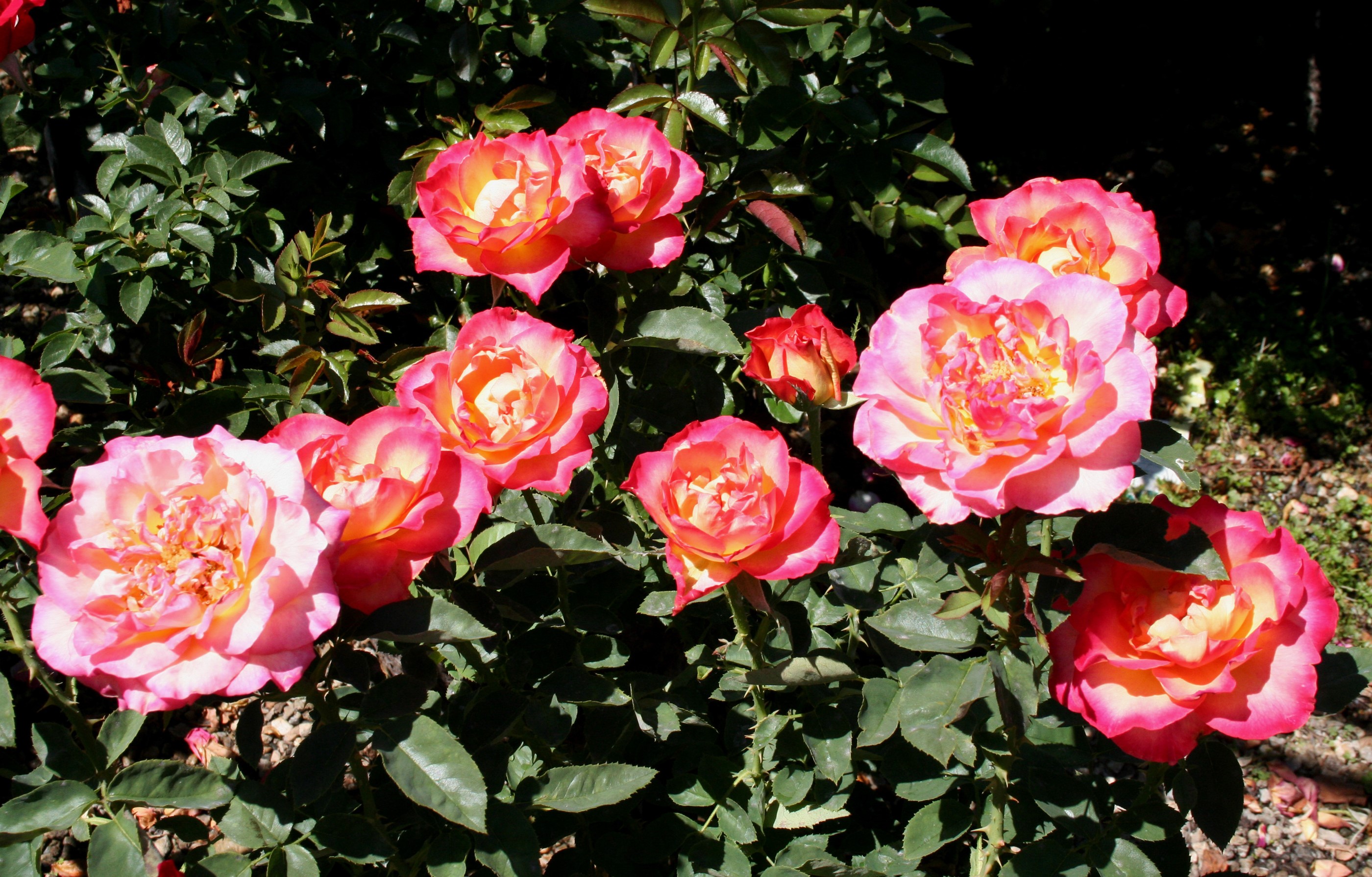 Pink and yellow roses in a garden HD Wallpaper