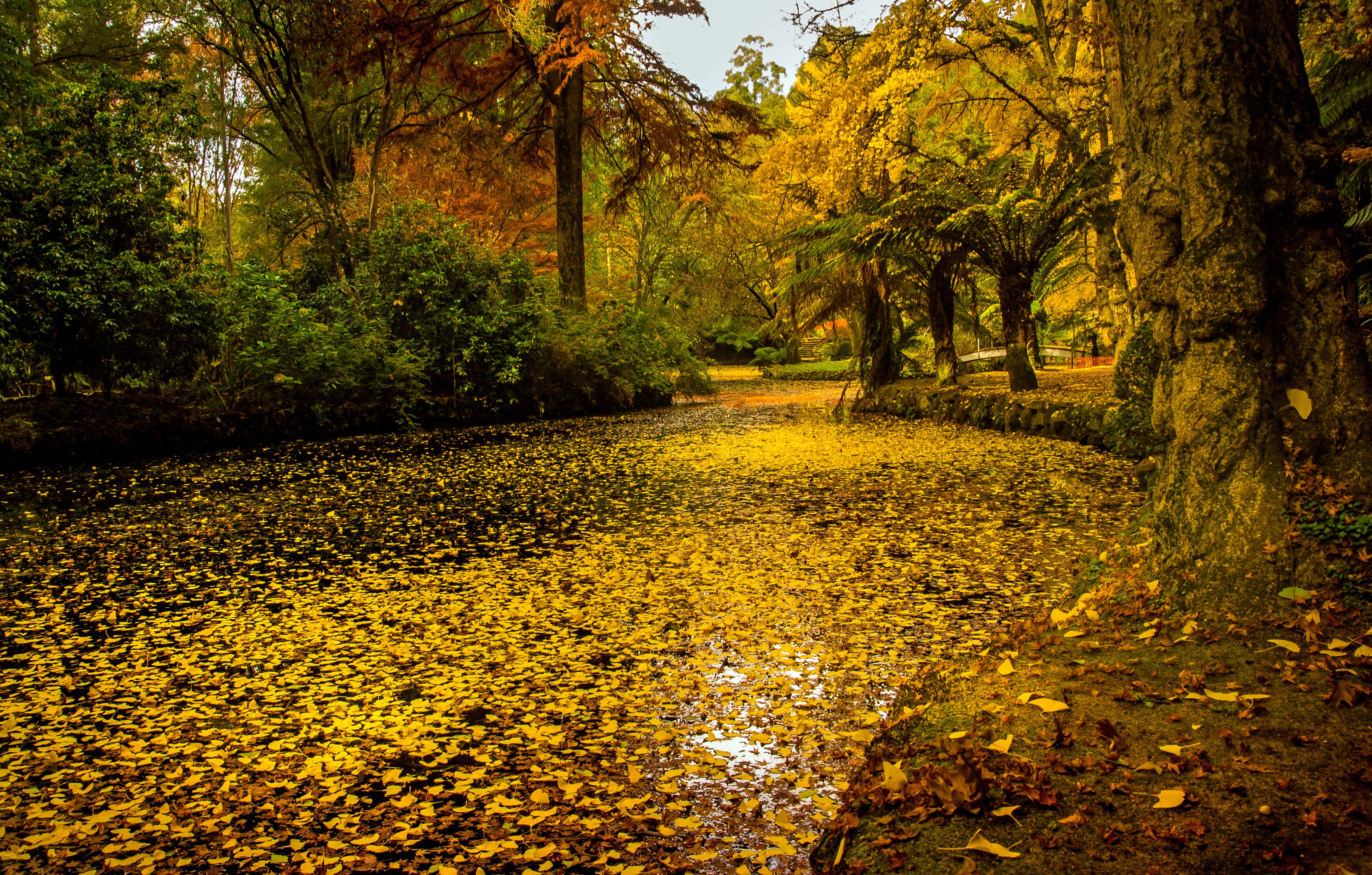 Autumn pond covered in yellow leaves at Alfred Nicholas Memorial Gardens HD Wallpaper
