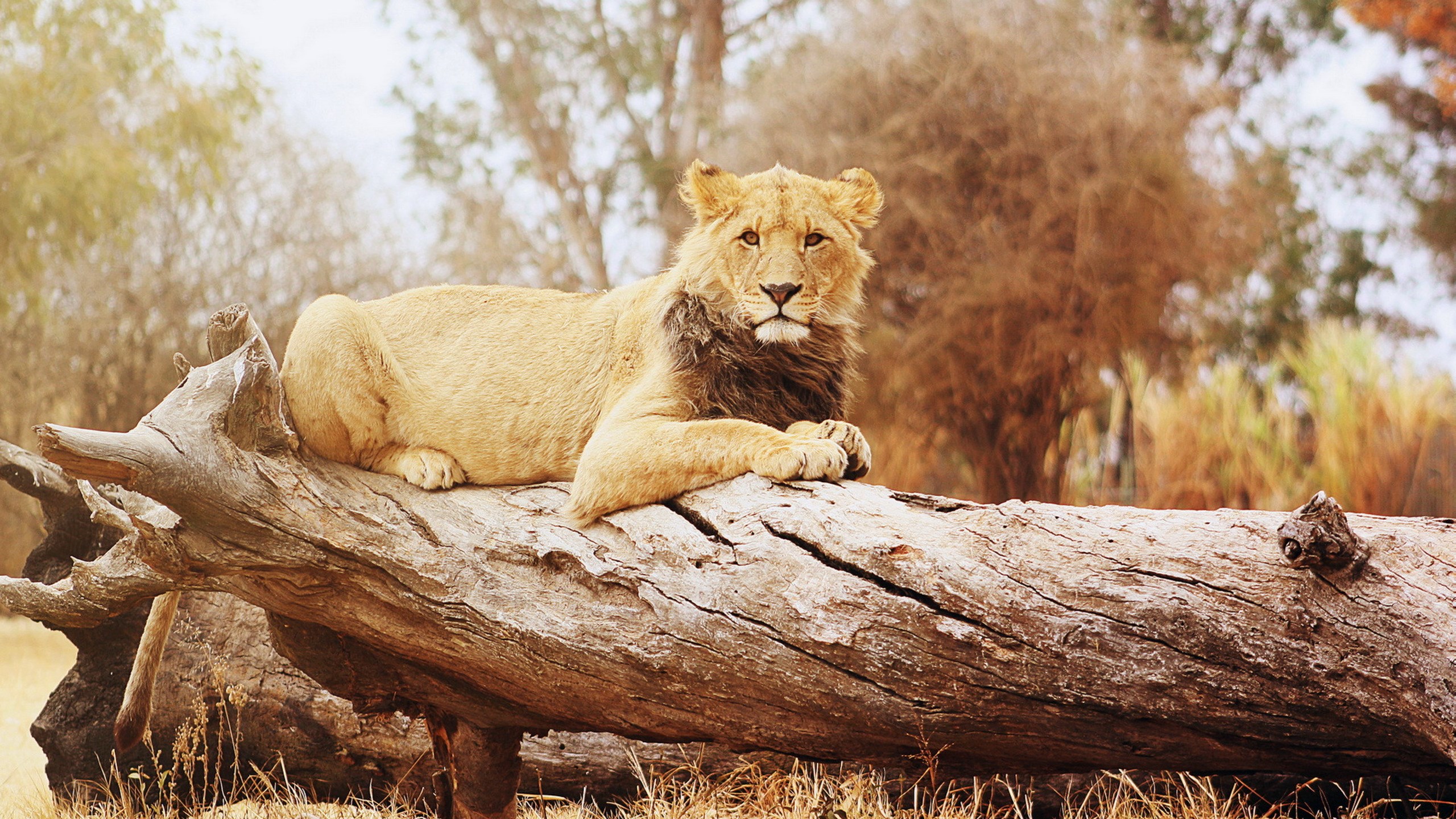 Lion resting on a fallen tree trunk HD Wallpaper