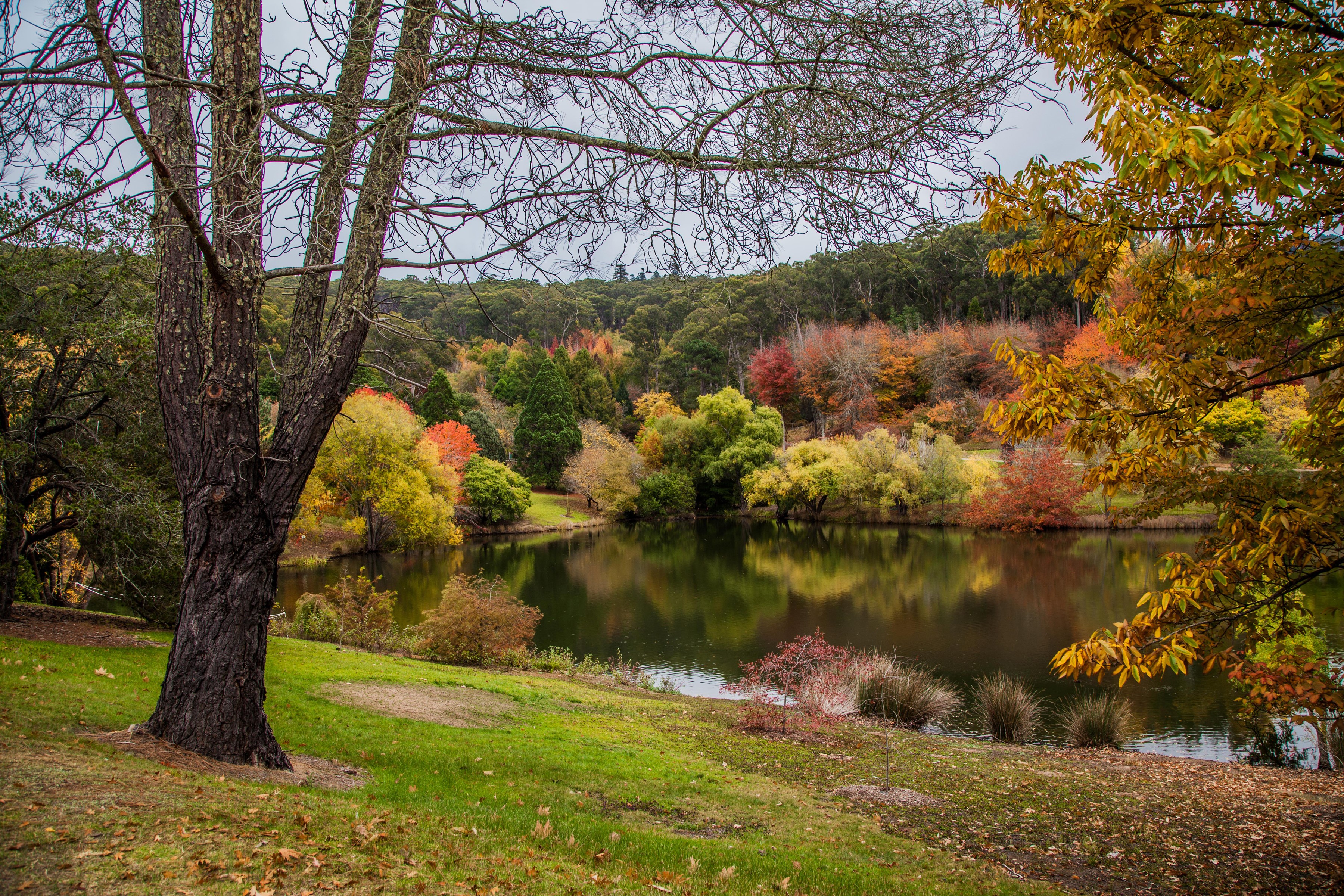 Mount Lofty Botanic Garden Australia Autumn Pond Trees HD Wallpaper