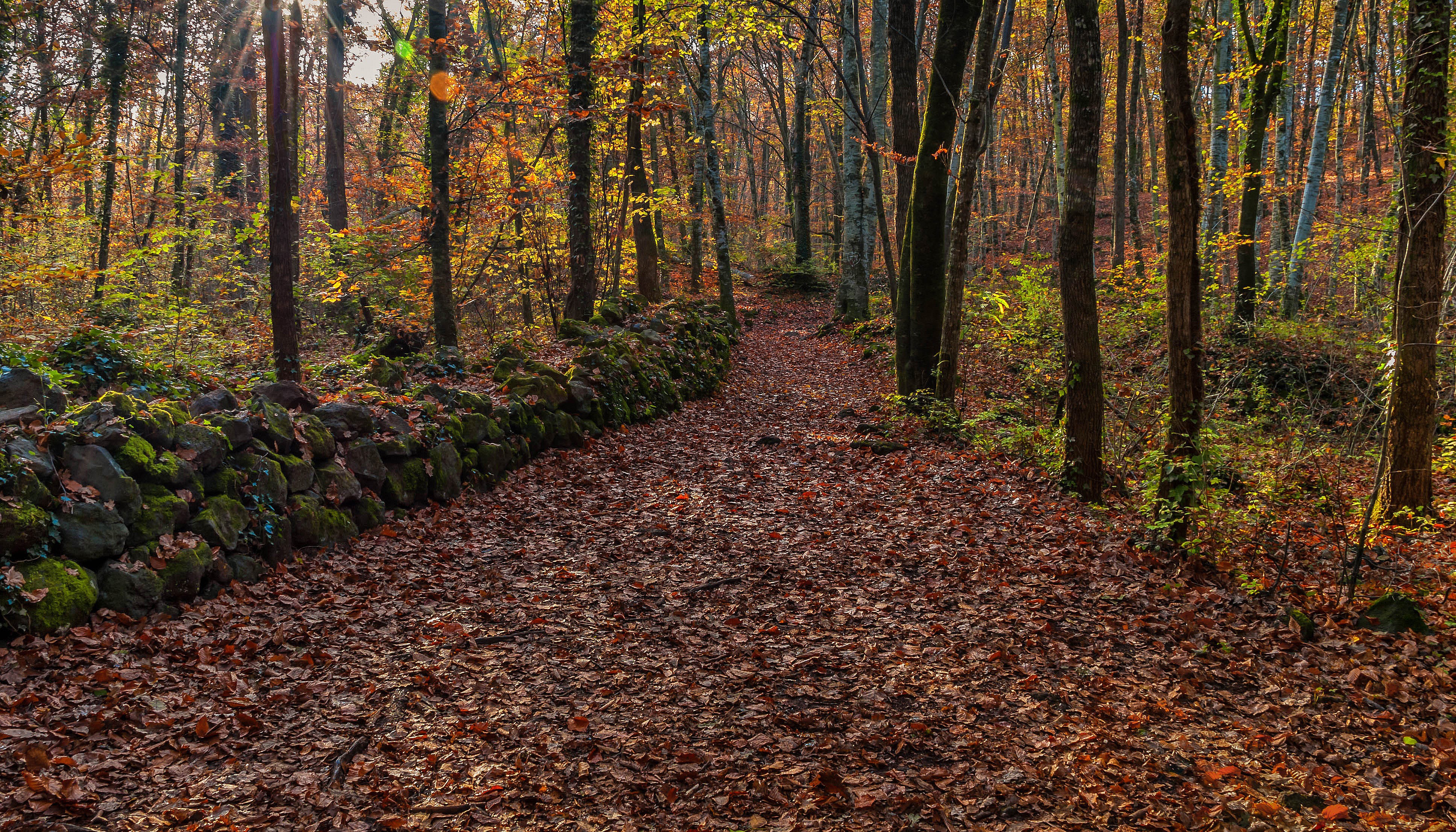Autumn forest path with stone wall and fallen leaves HD Wallpaper