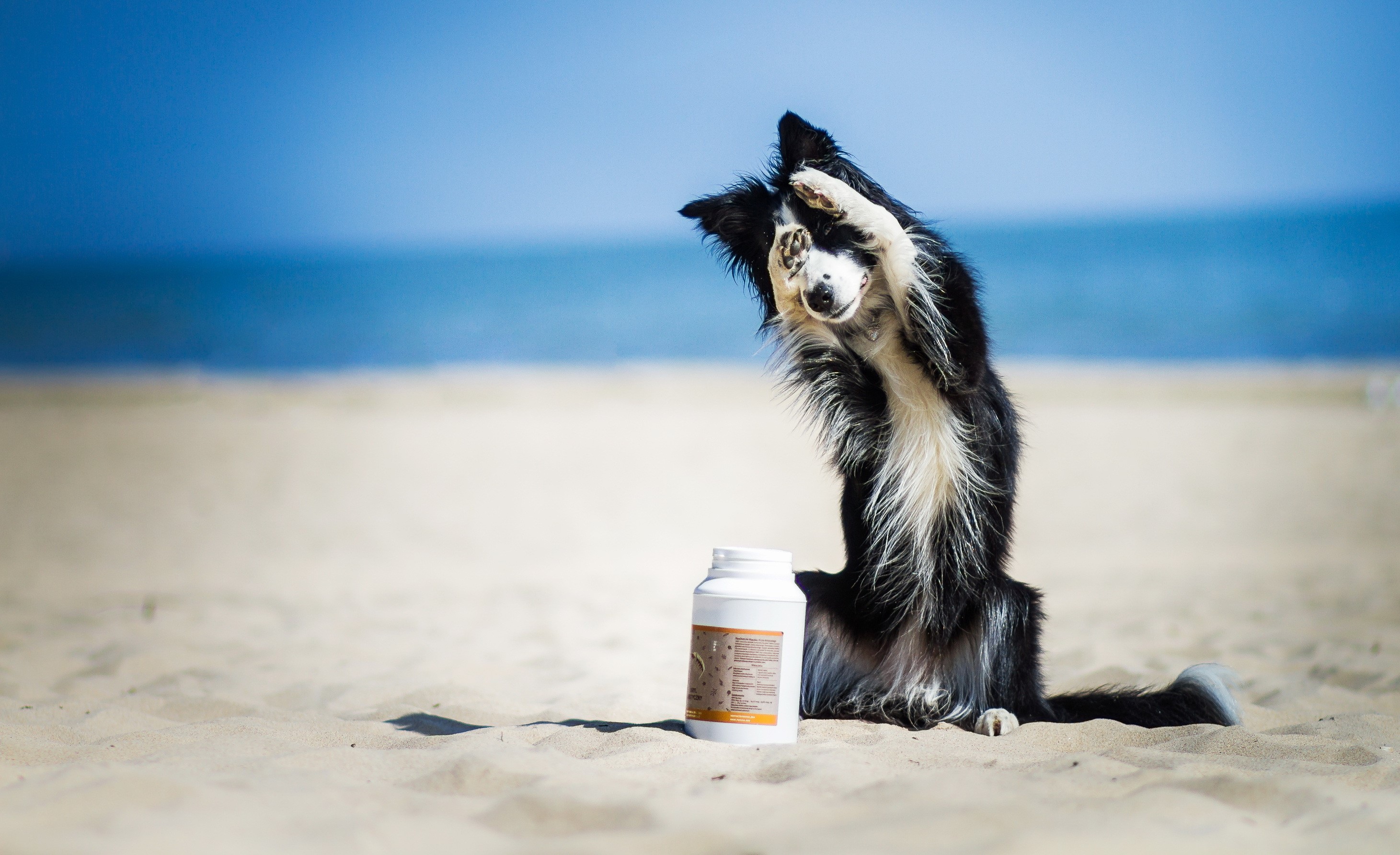 Border Collie dog on a beach with a white bottle HD Wallpaper