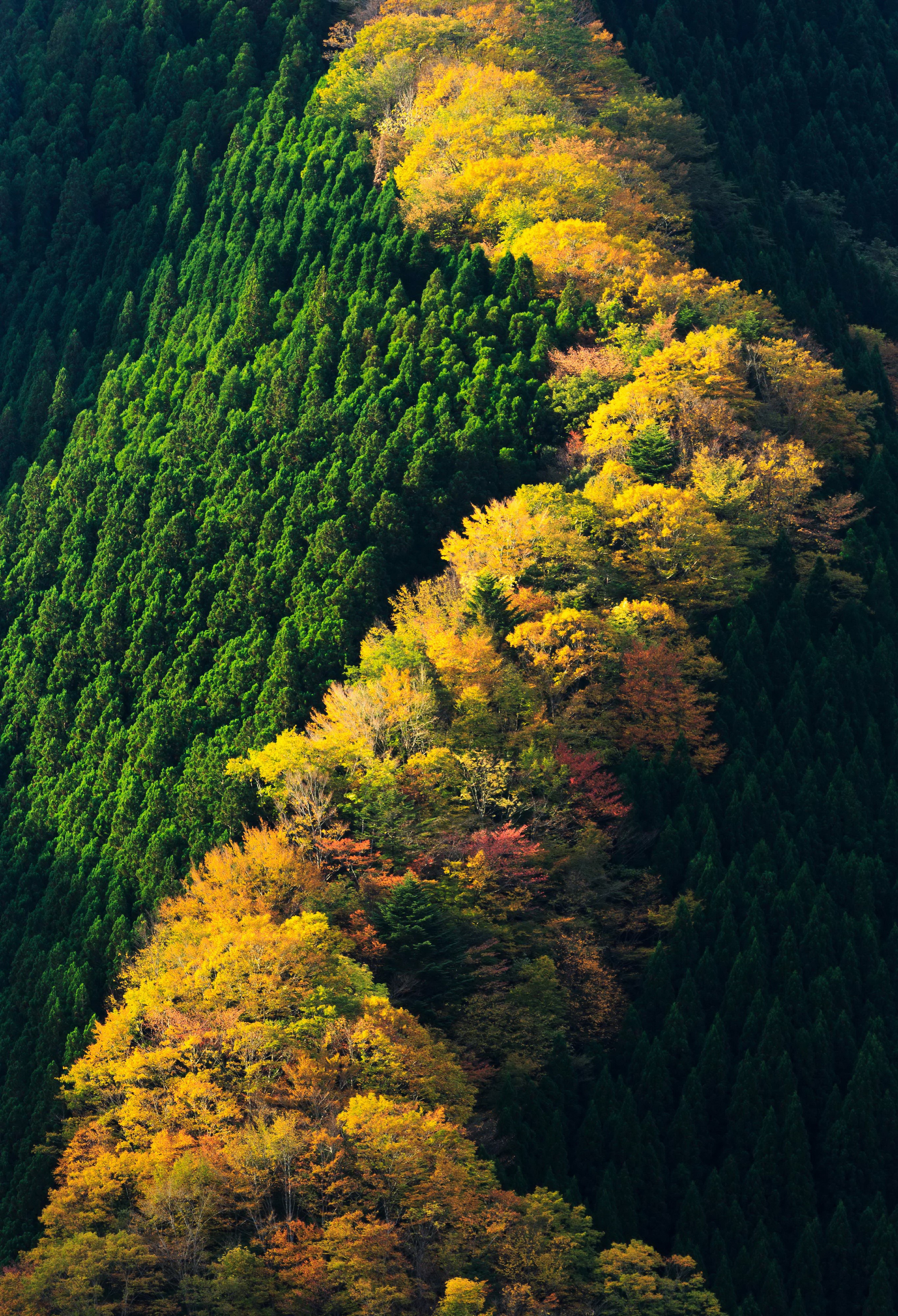 Autumn forest in Nara Park, Japan, from above HD Phone Wallpaper