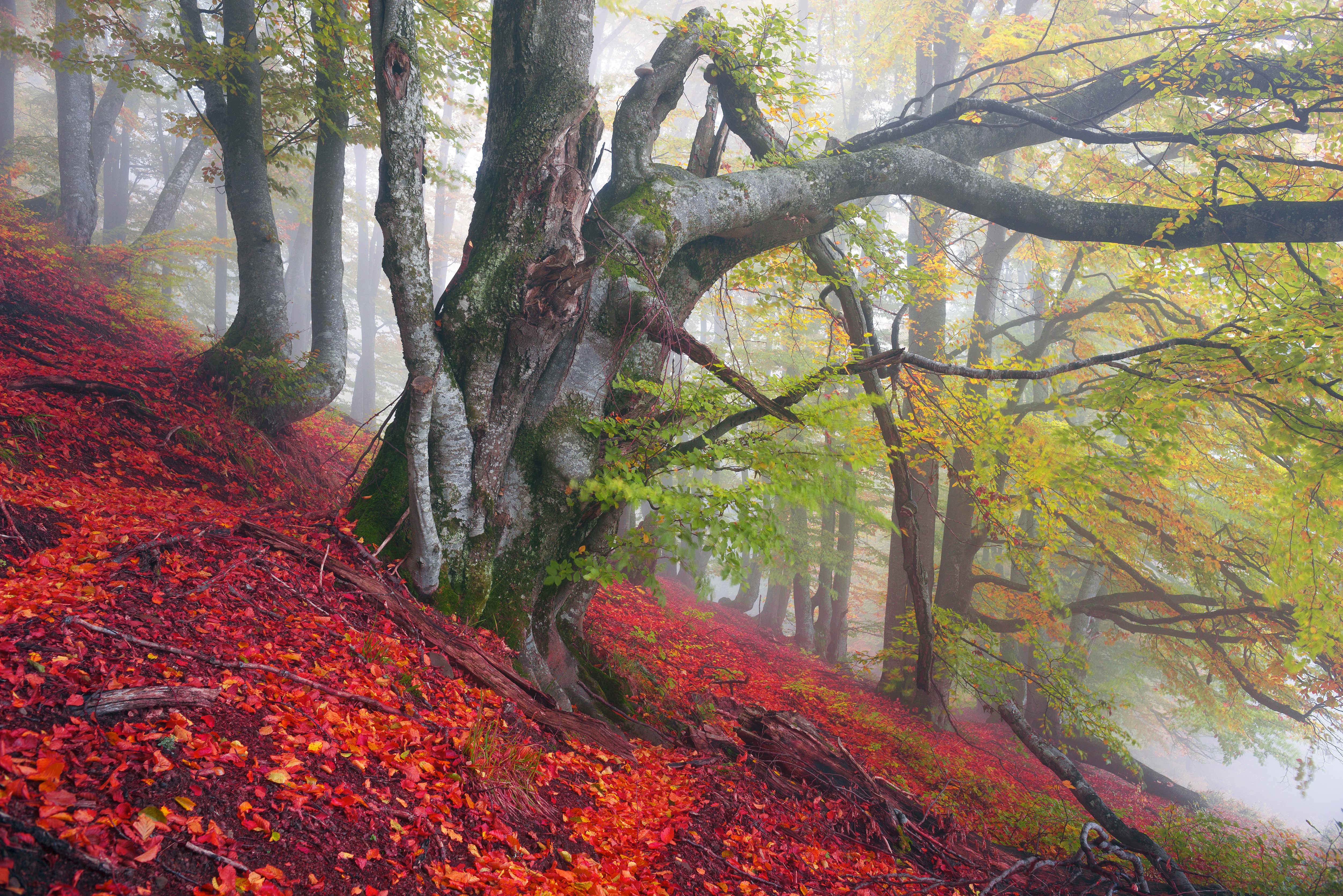 Autumn forest in Zakarpattia, Ukraine with fog HD Wallpaper