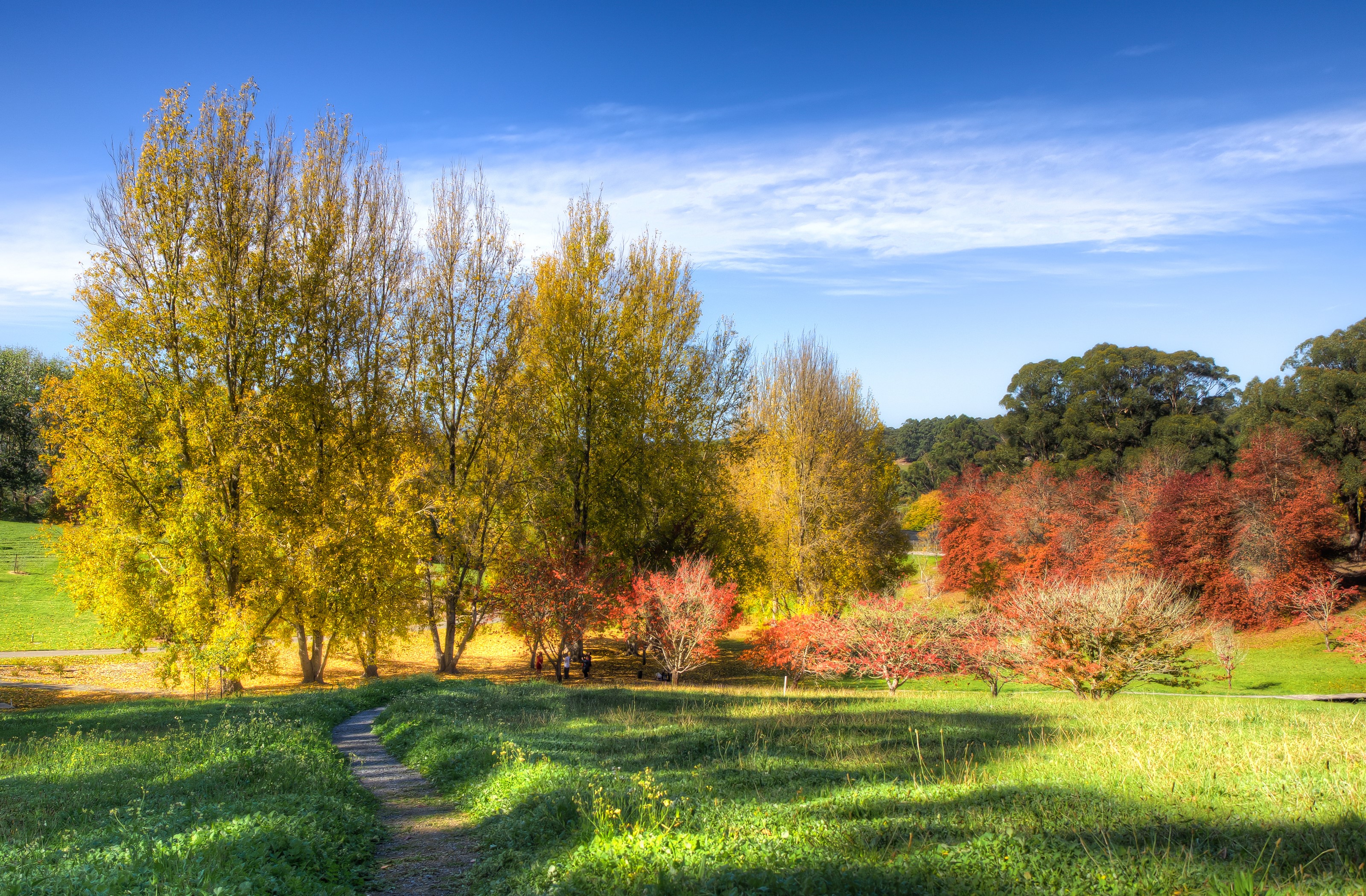 Mount Lofty Botanic Garden in Autumn HD Wallpaper