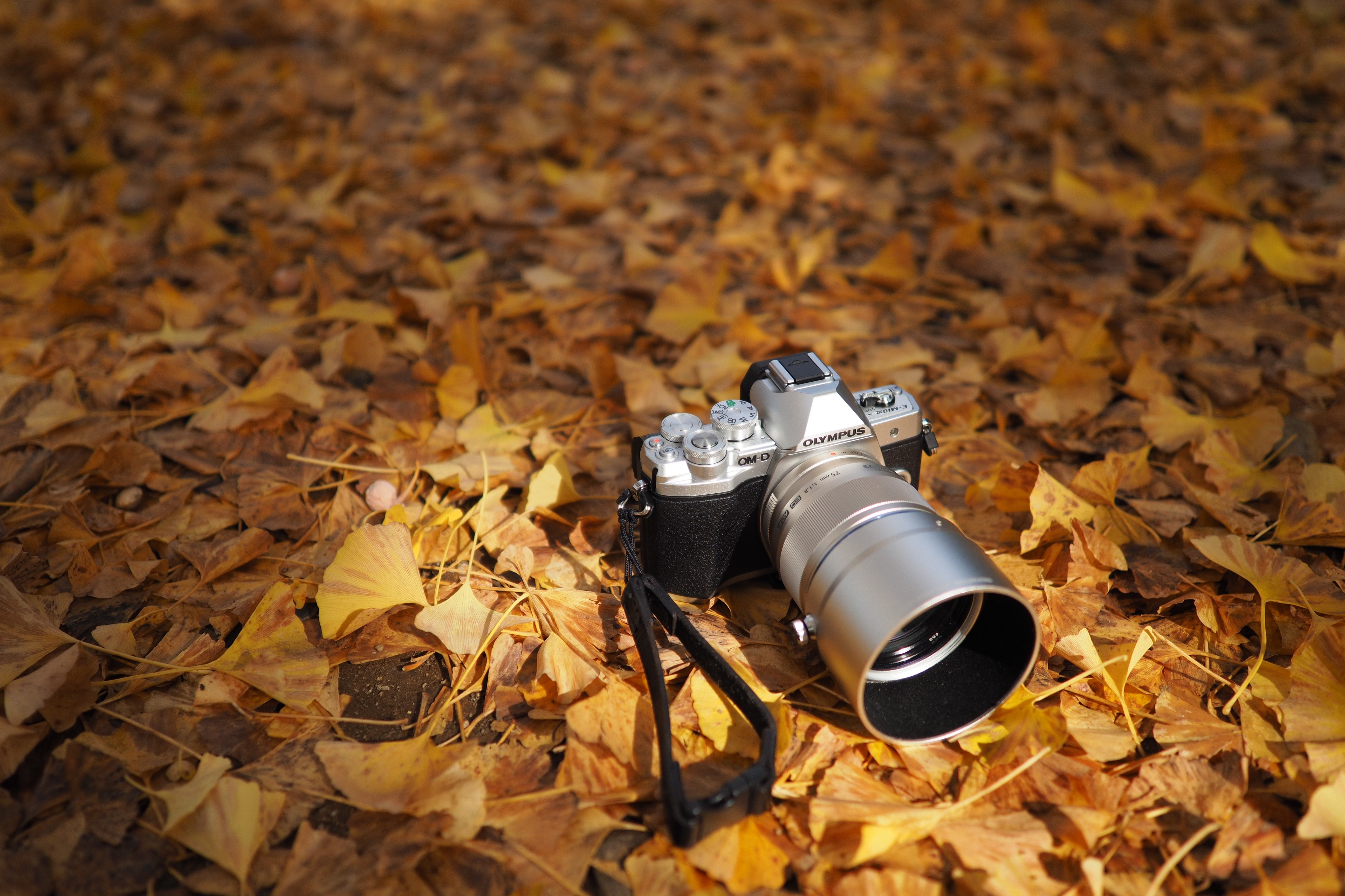 Olympus OM-D camera on autumn leaves HD Wallpaper