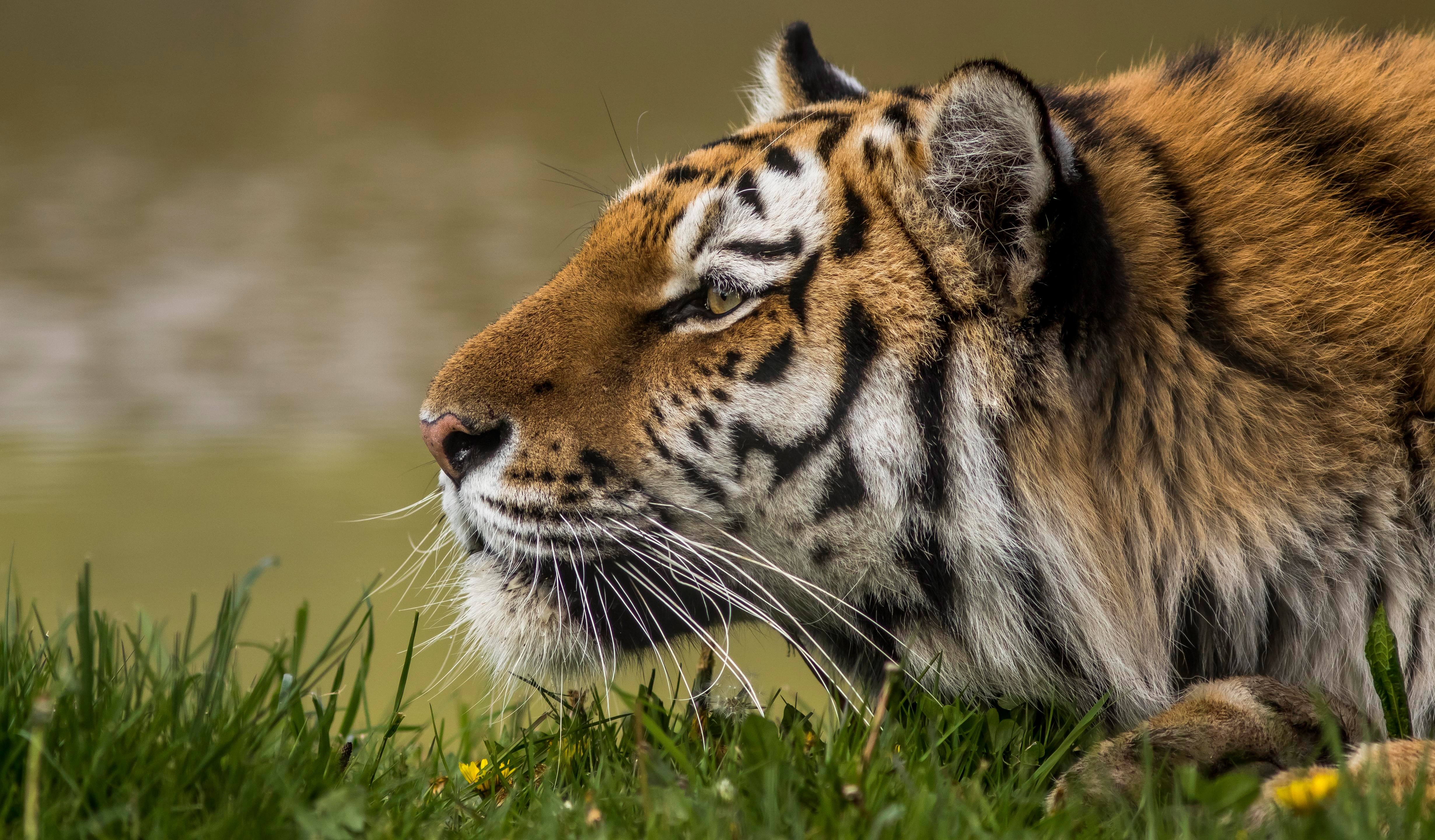 Tiger head with whiskers and snout HD Wallpaper