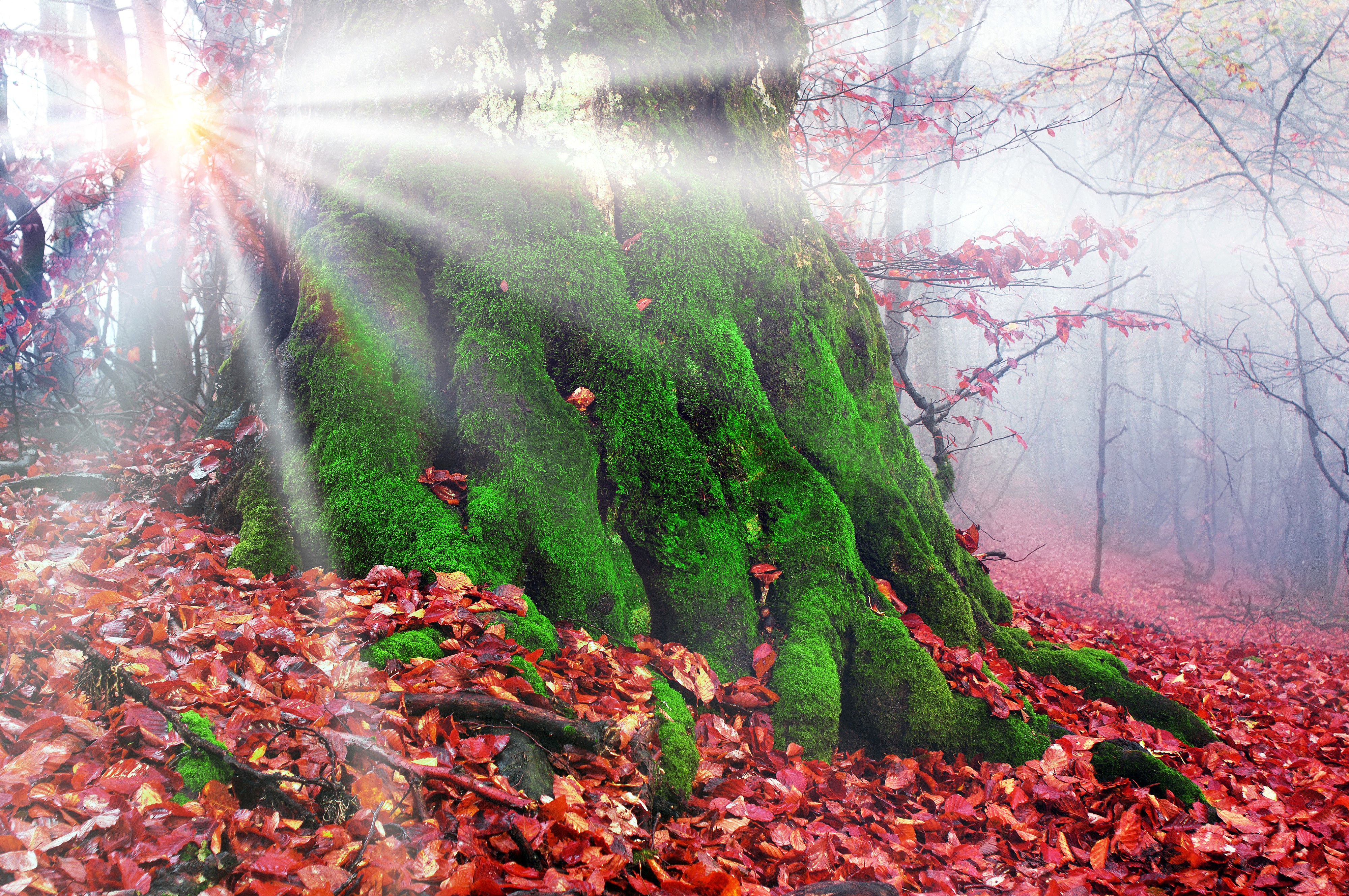 4K Autumn Forest with Mossy Tree Trunk and Sun Rays HD Wallpaper