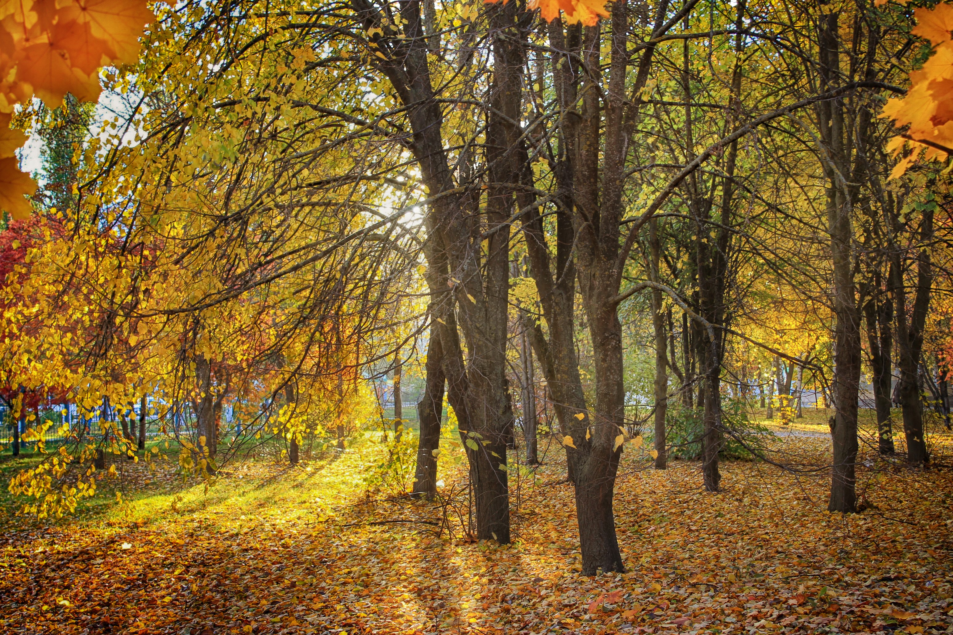 Autumn park with trees and fallen leaves HD Wallpaper