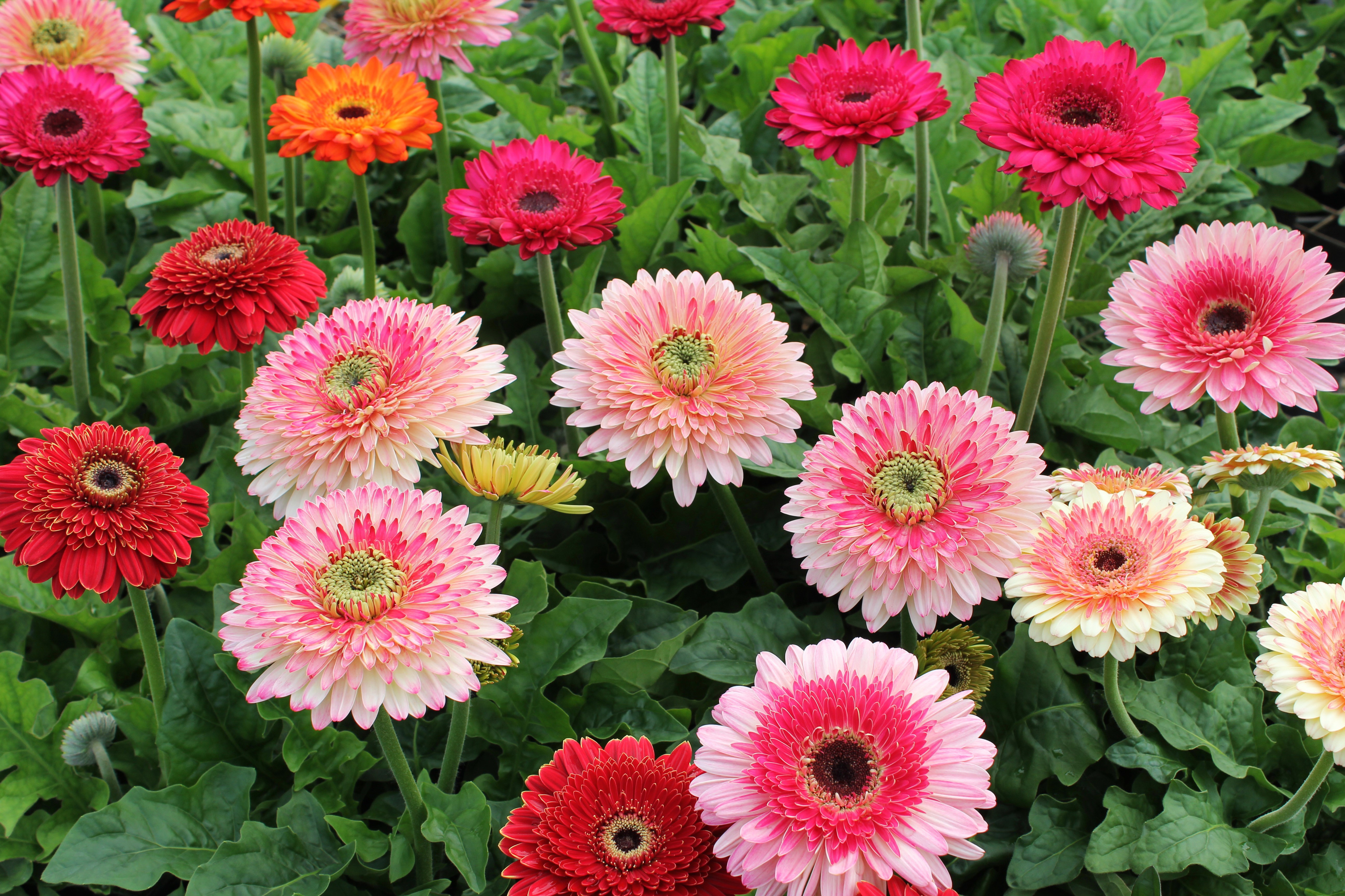 Gerberas in bloom HD Wallpaper