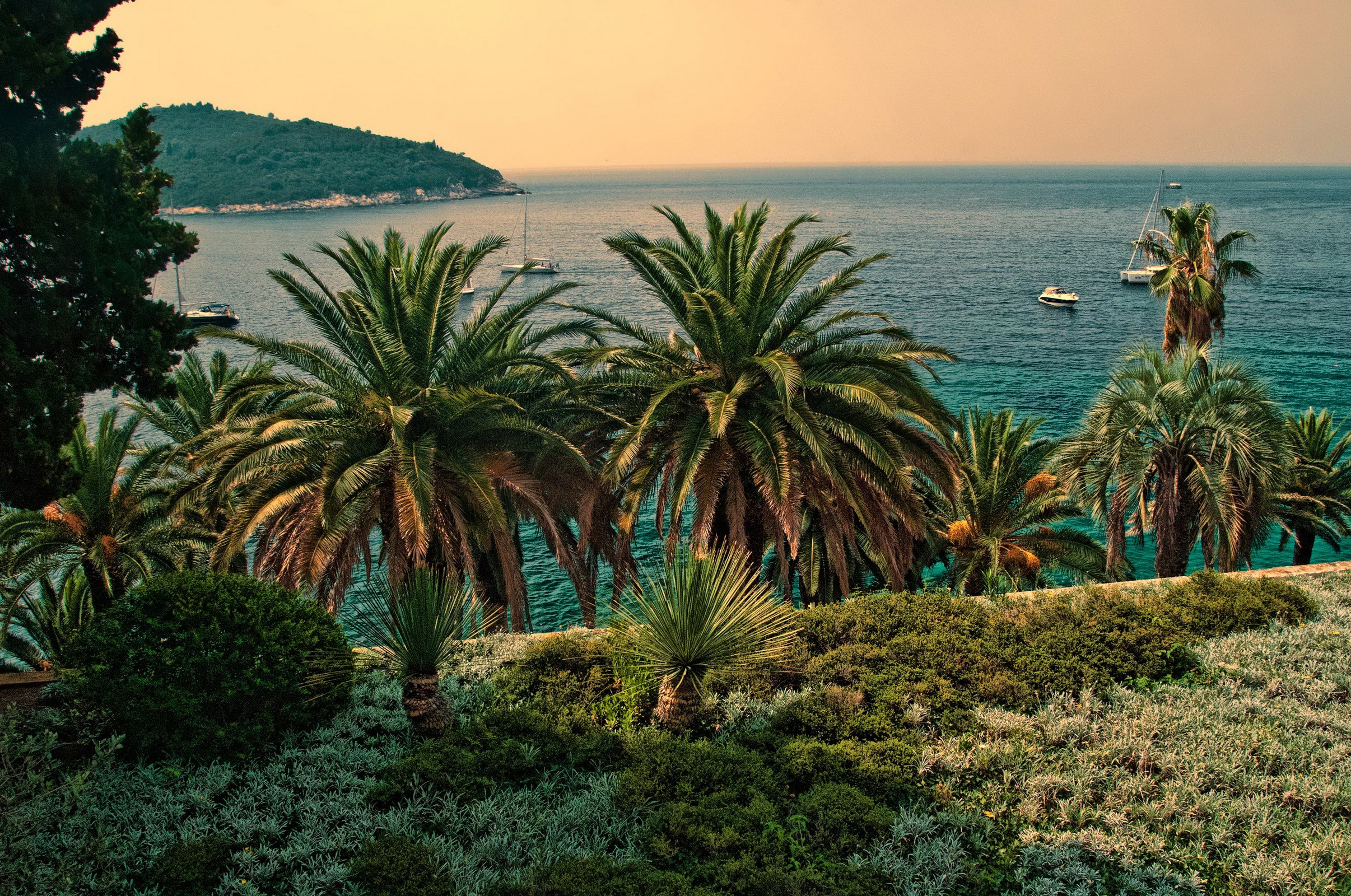 Palm trees on the coast of Dubrovnik, Croatia HD Wallpaper