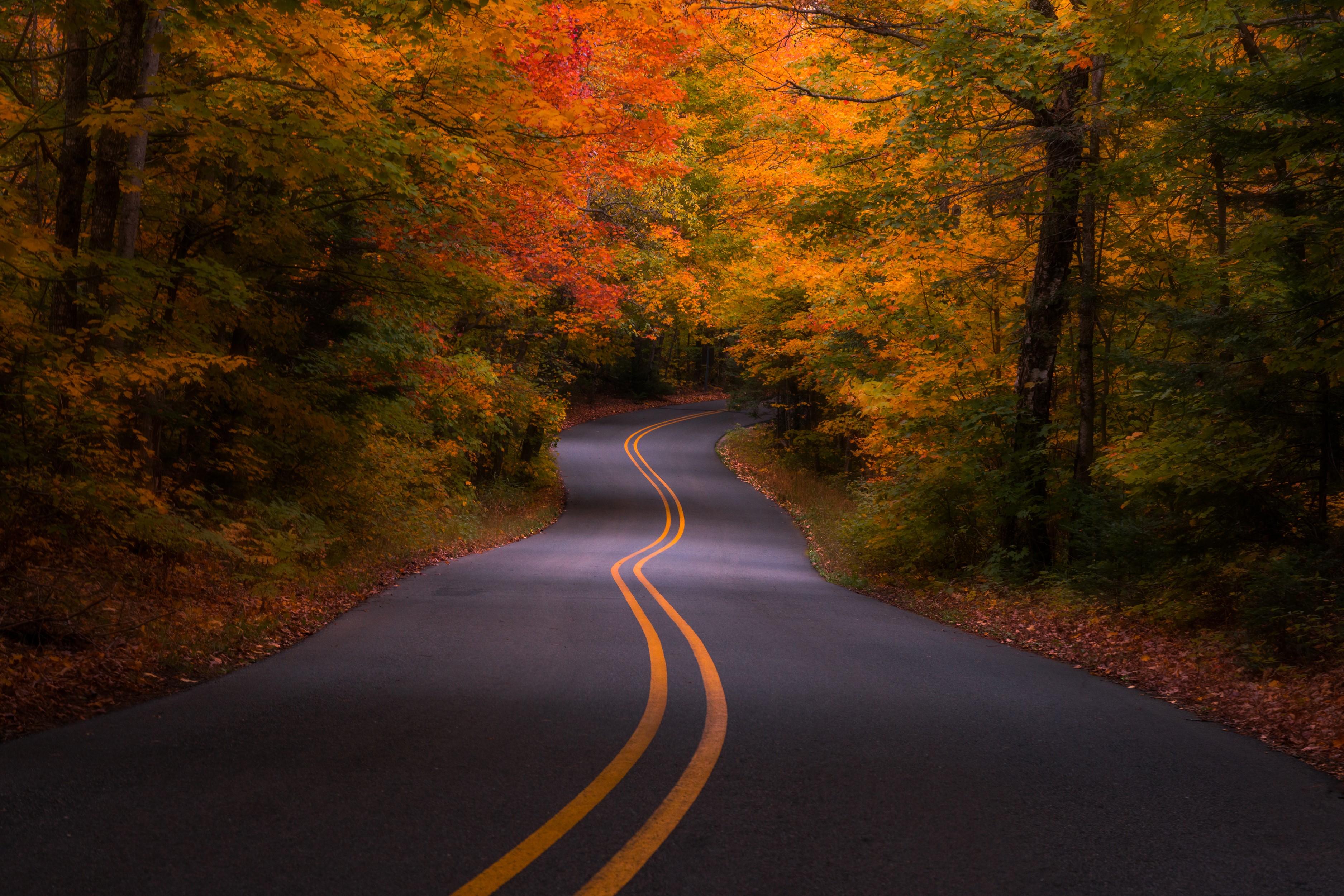 Winding road through an autumn forest in Michigan, USA HD Wallpaper