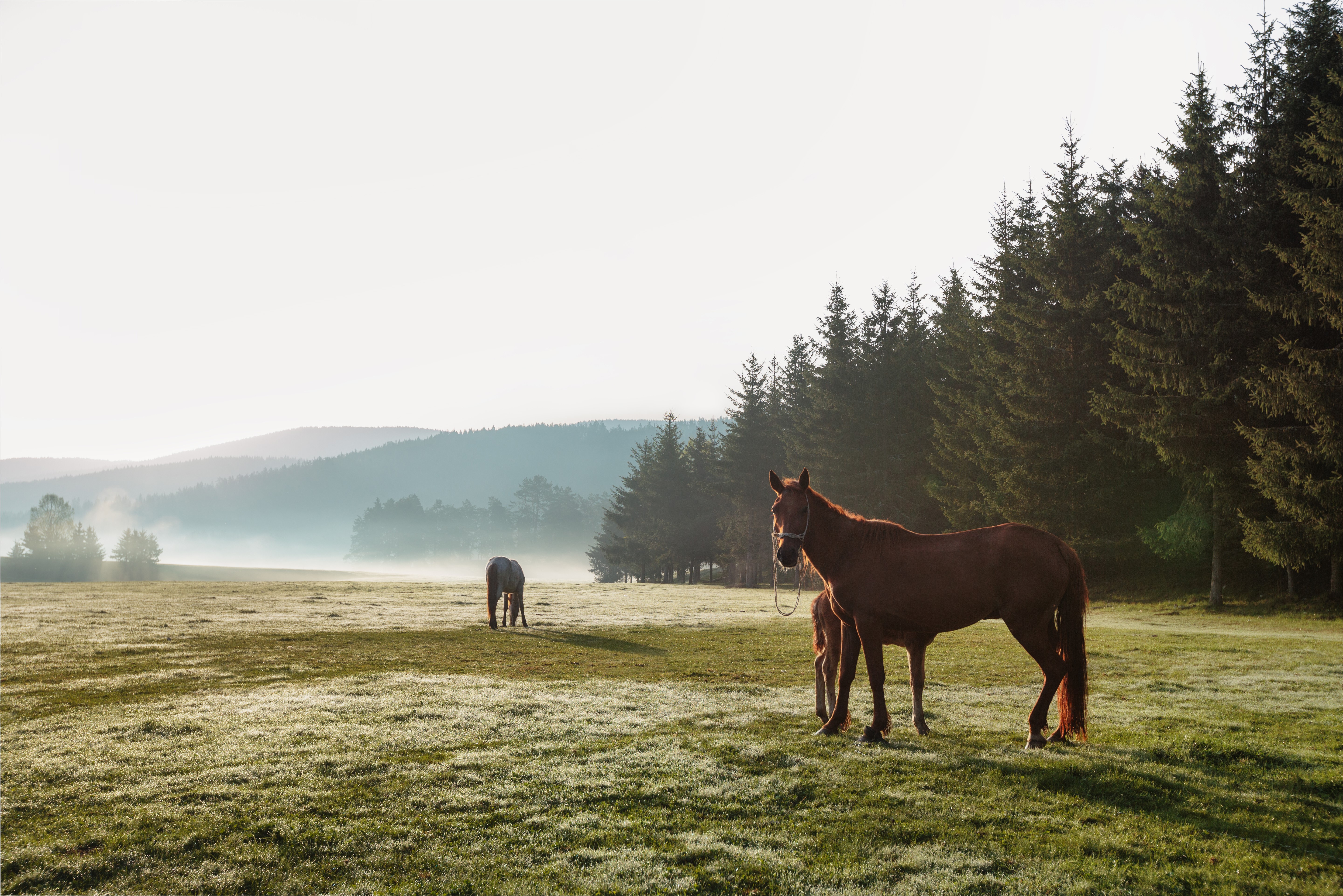 Horses in a misty grassland with pine forest HD Wallpaper