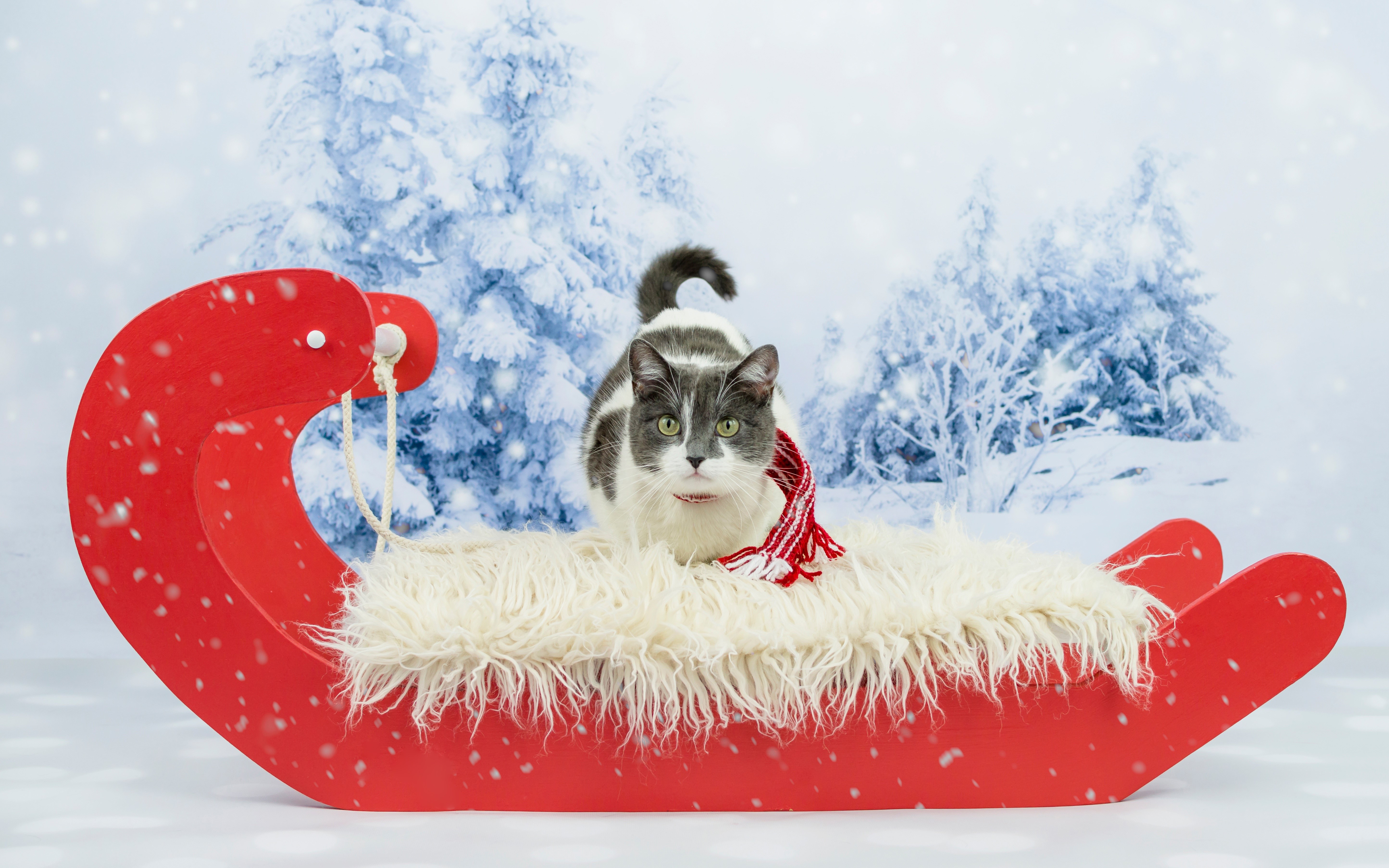 Cat in a Sled with Snowy Trees Background HD Wallpaper