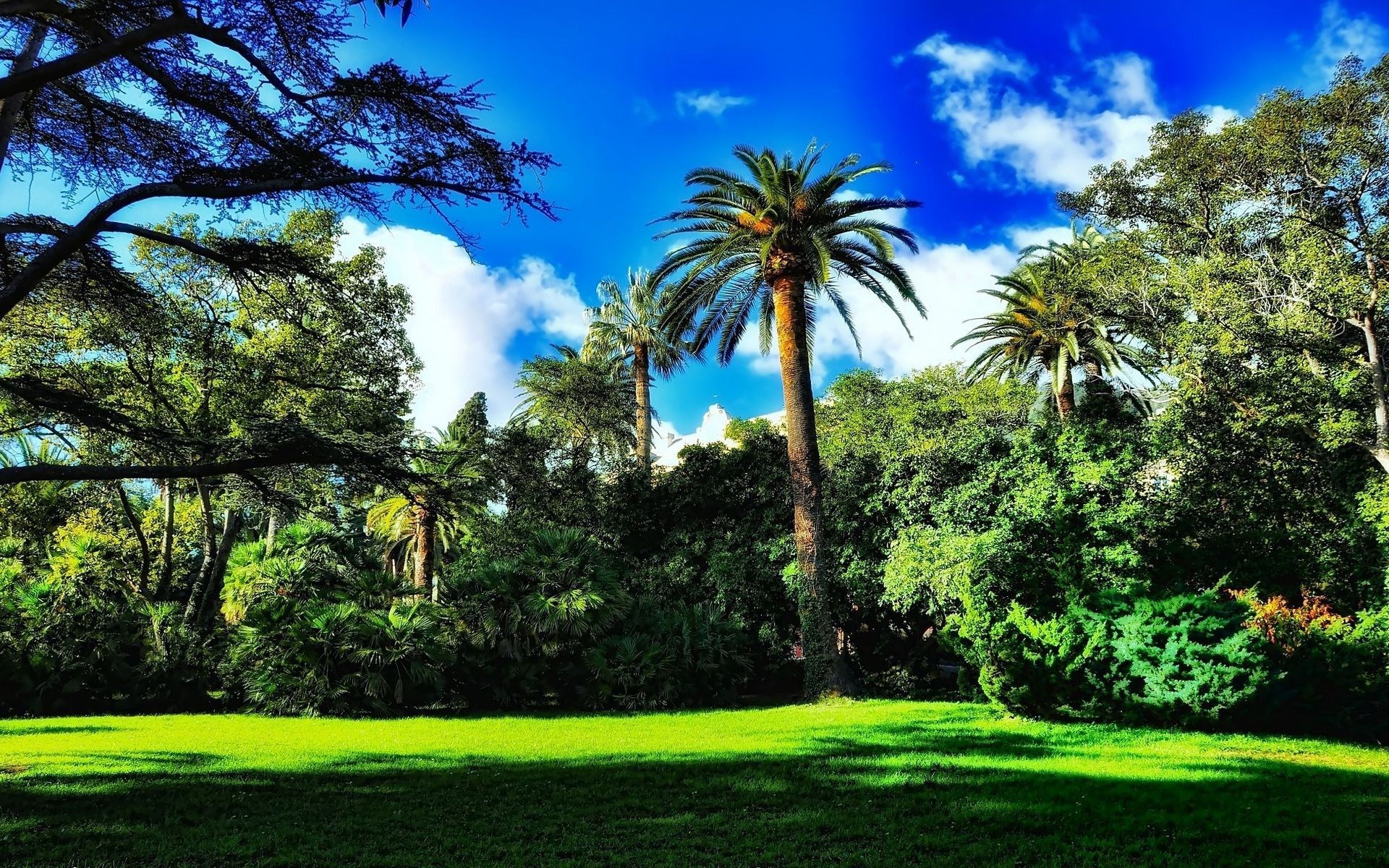 Palm trees and green lawn under blue sky HD Wallpaper