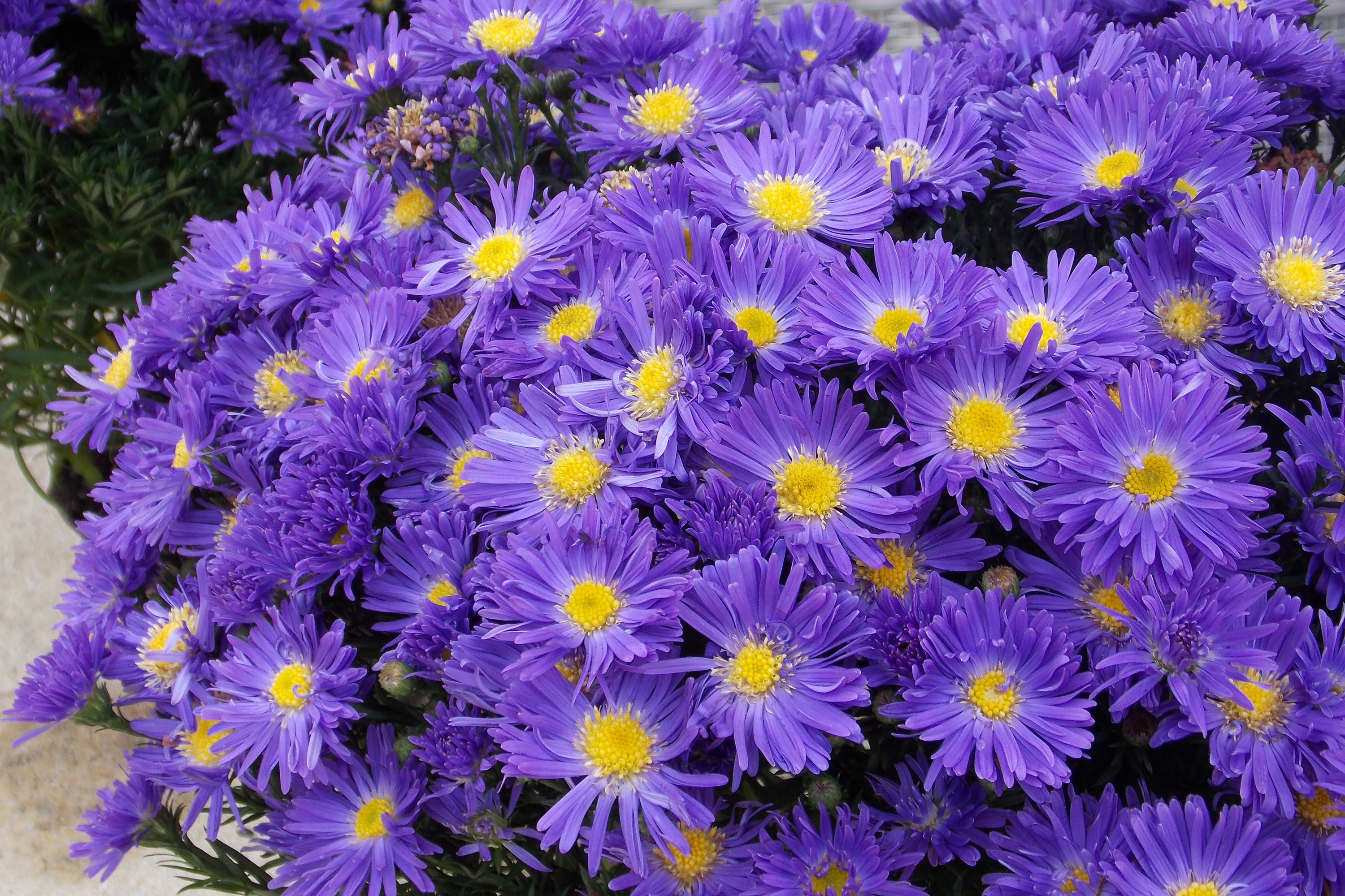 Close-up of purple asters with yellow centers HD Wallpaper