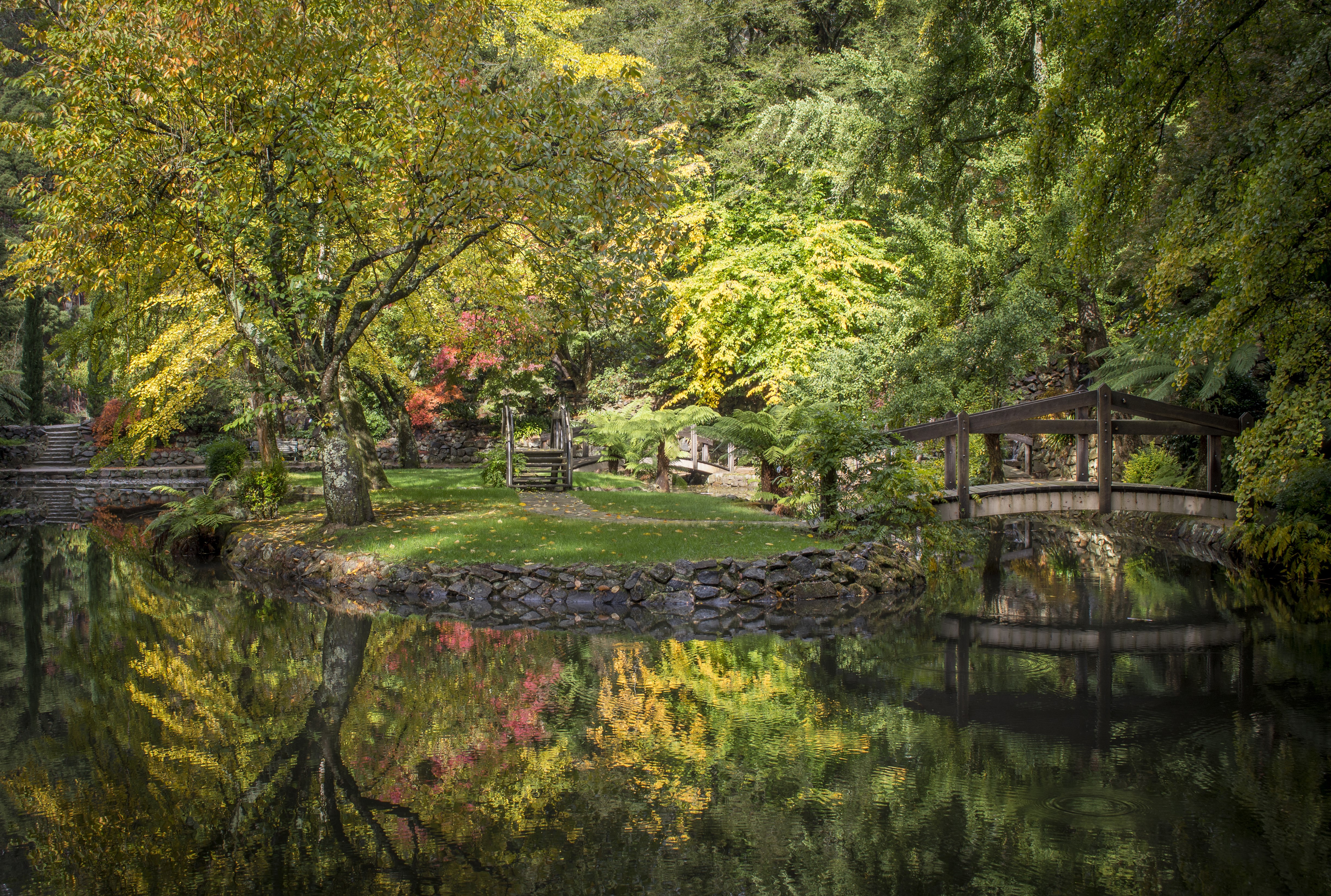 Autumn at Alfred Nicholas Memorial Gardens with Pond and Bridges HD Wallpaper