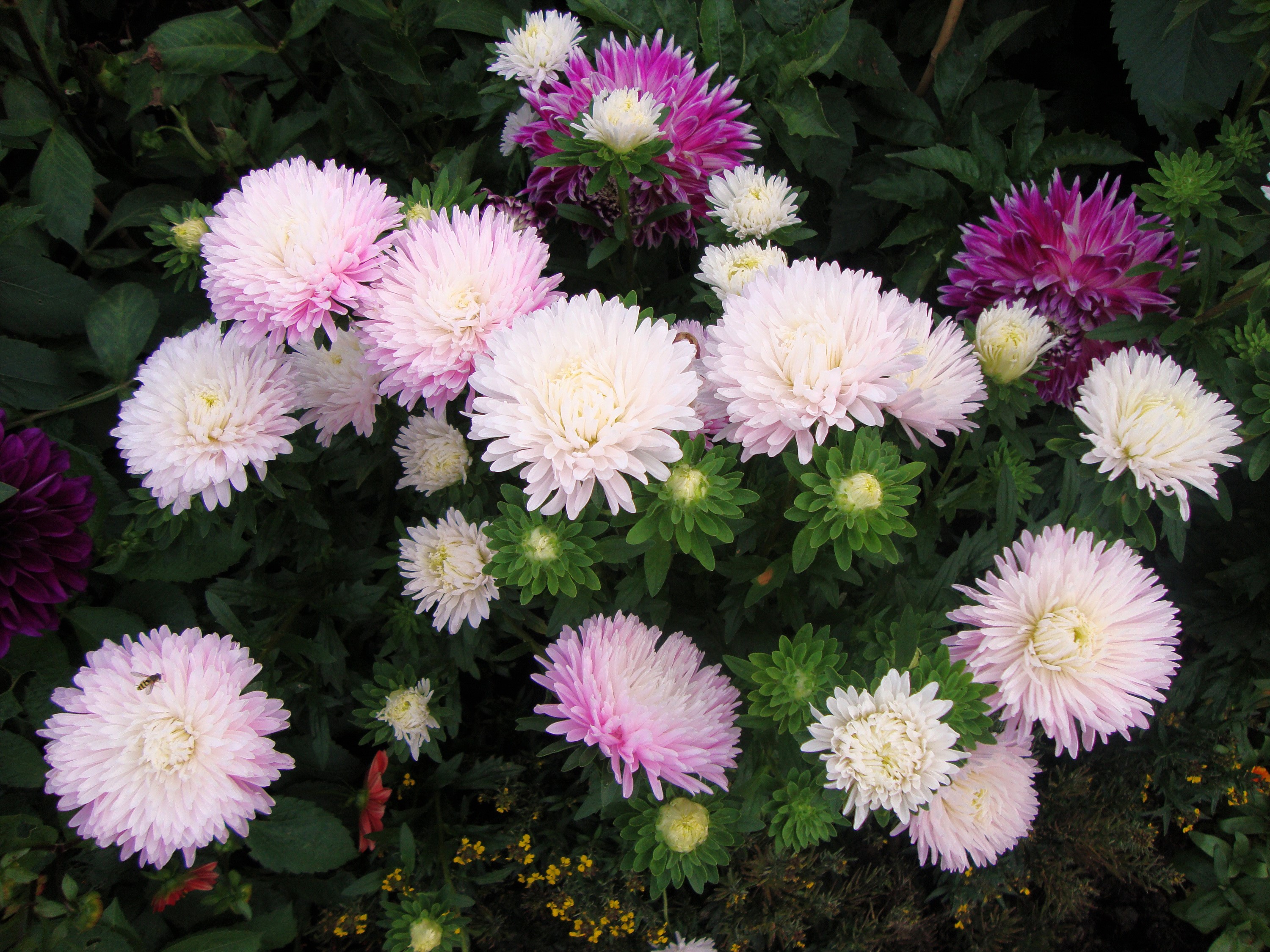 Pink and purple asters in bloom HD Wallpaper