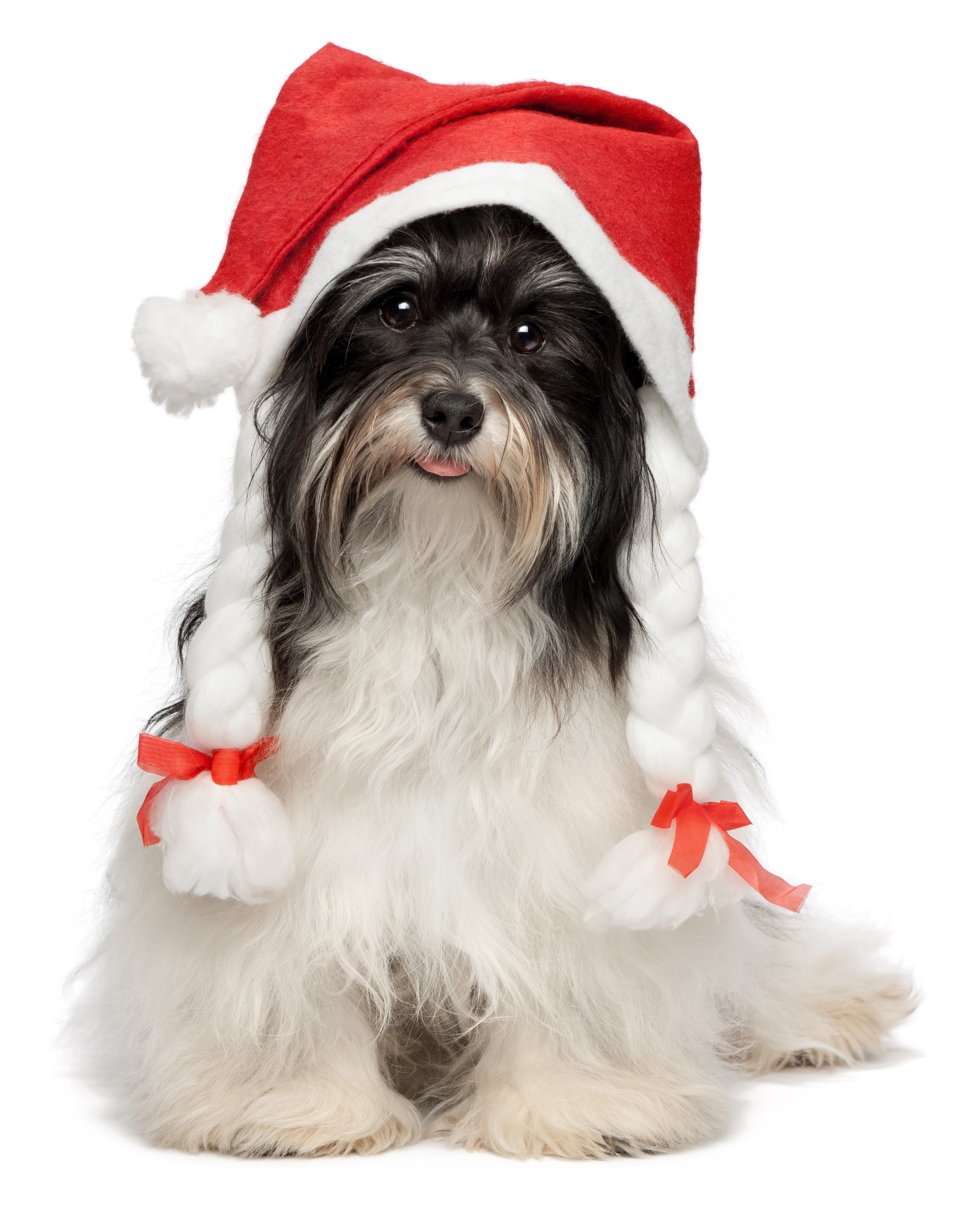 Havanese Bichon dog wearing a Christmas hat HD Phone Wallpaper