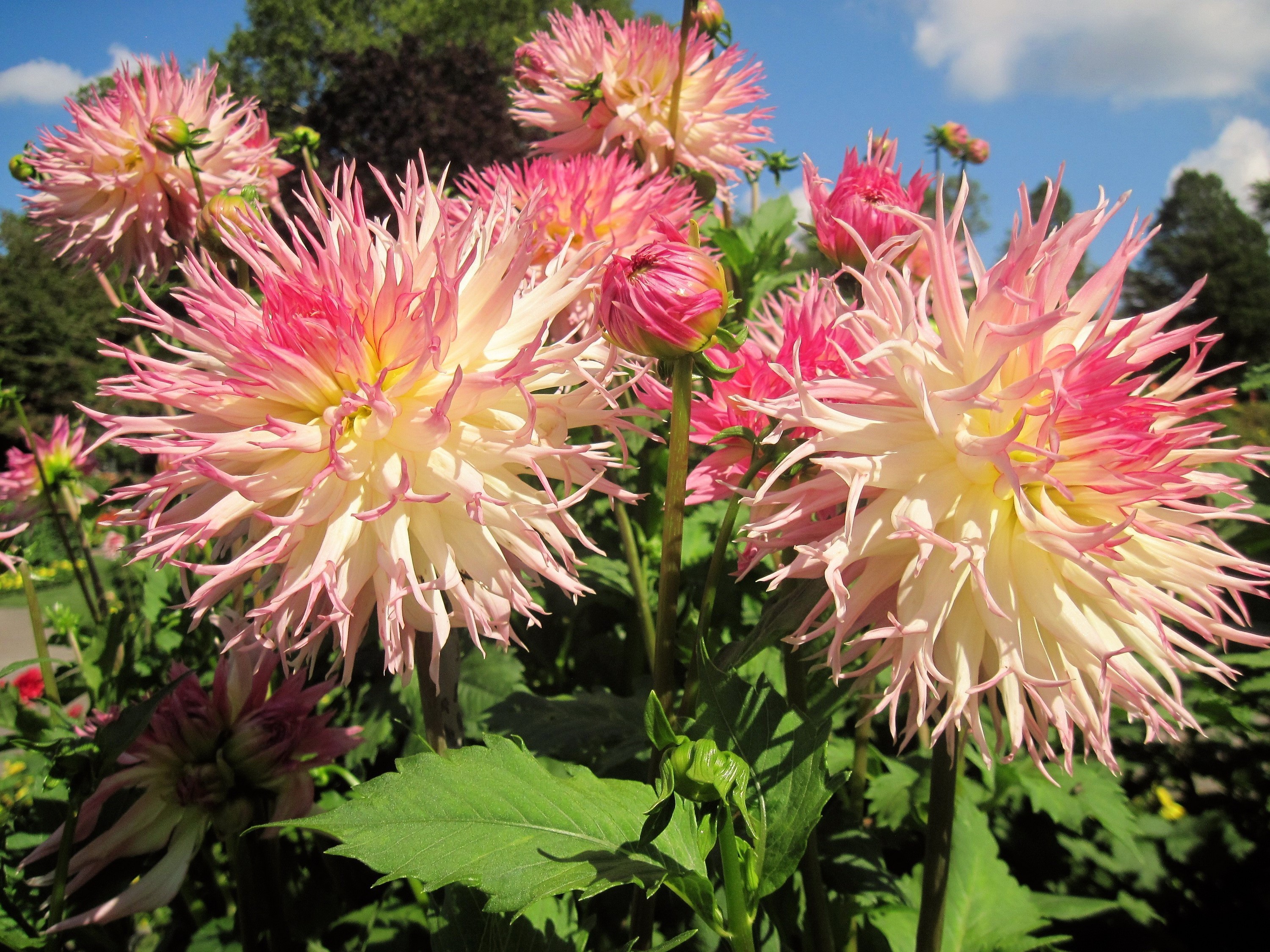 Close-up of pink and white dahlias in a garden HD Wallpaper
