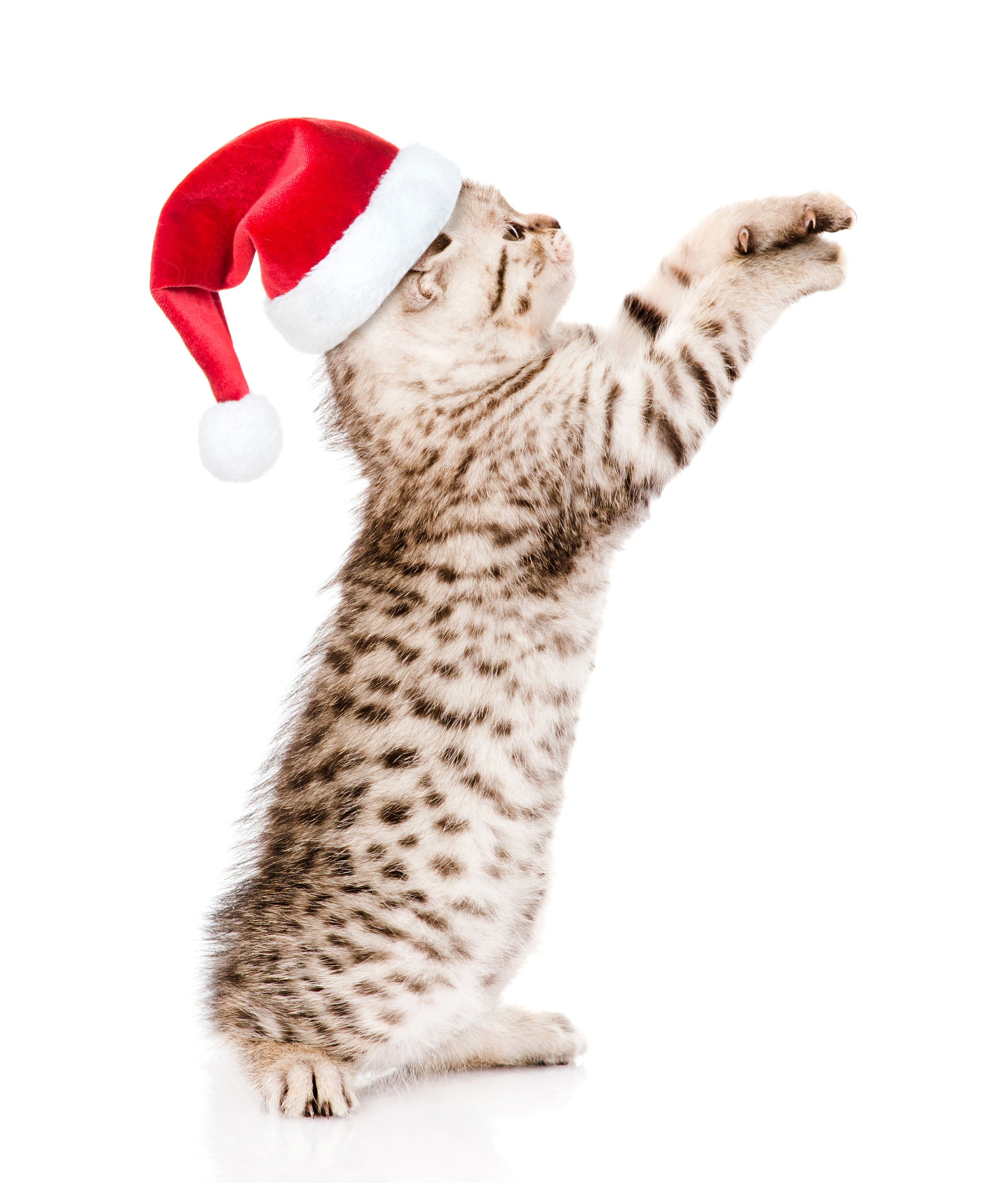 Kitten wearing a Santa hat on a white background HD Wallpaper