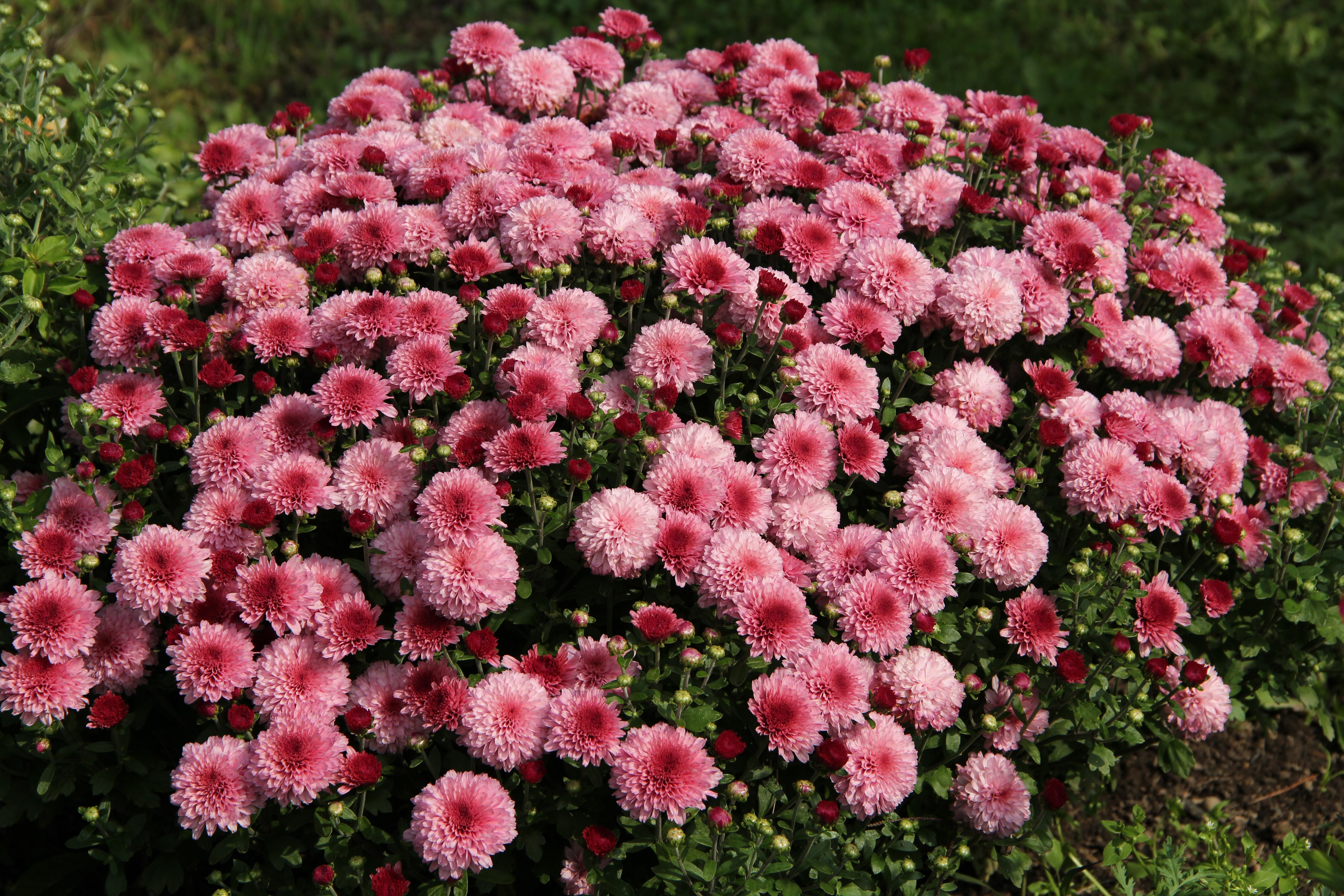 Many Pink Chrysanthemums in Bloom HD Wallpaper