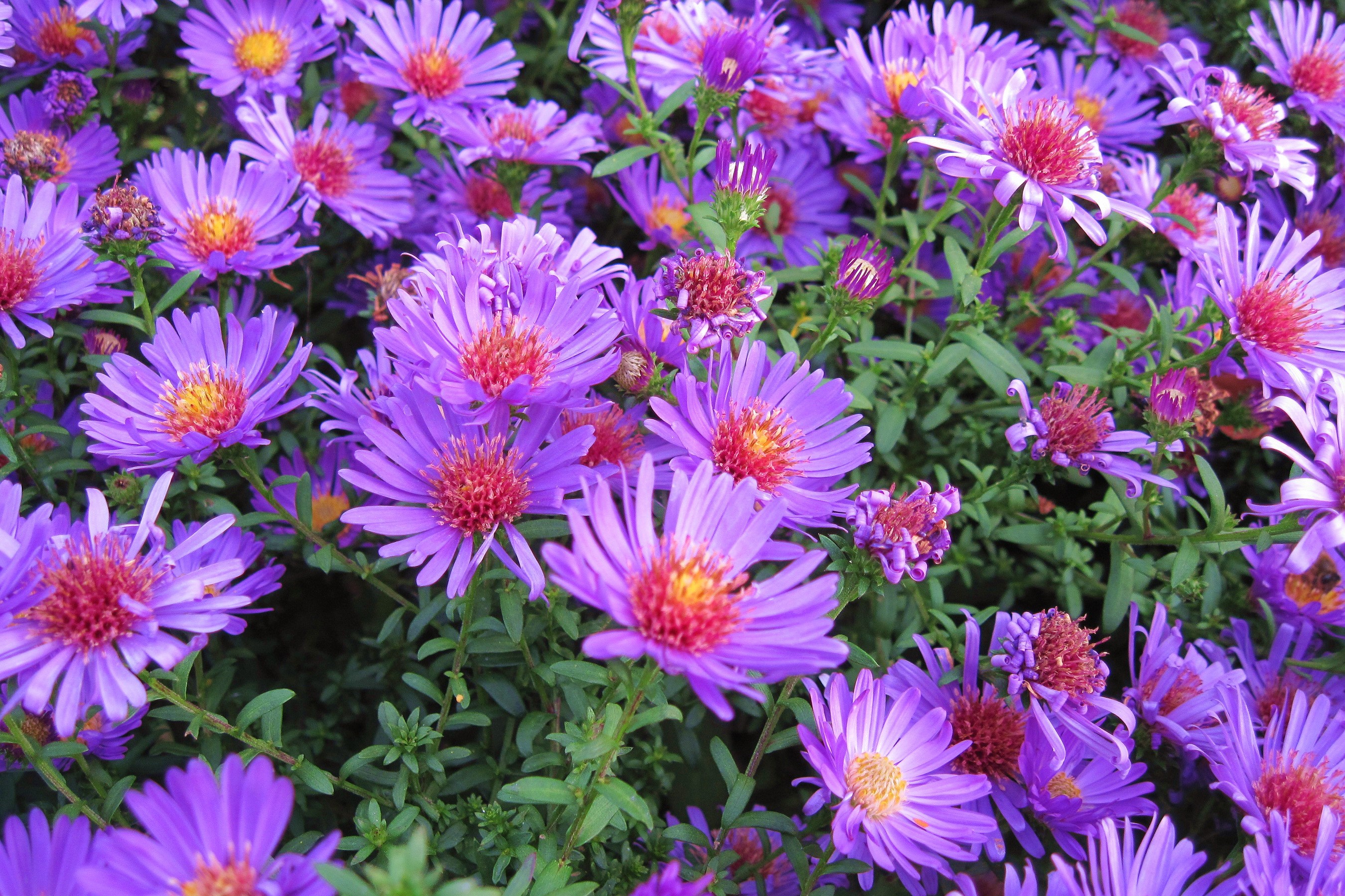 Purple Asters with Red Centers HD Wallpaper