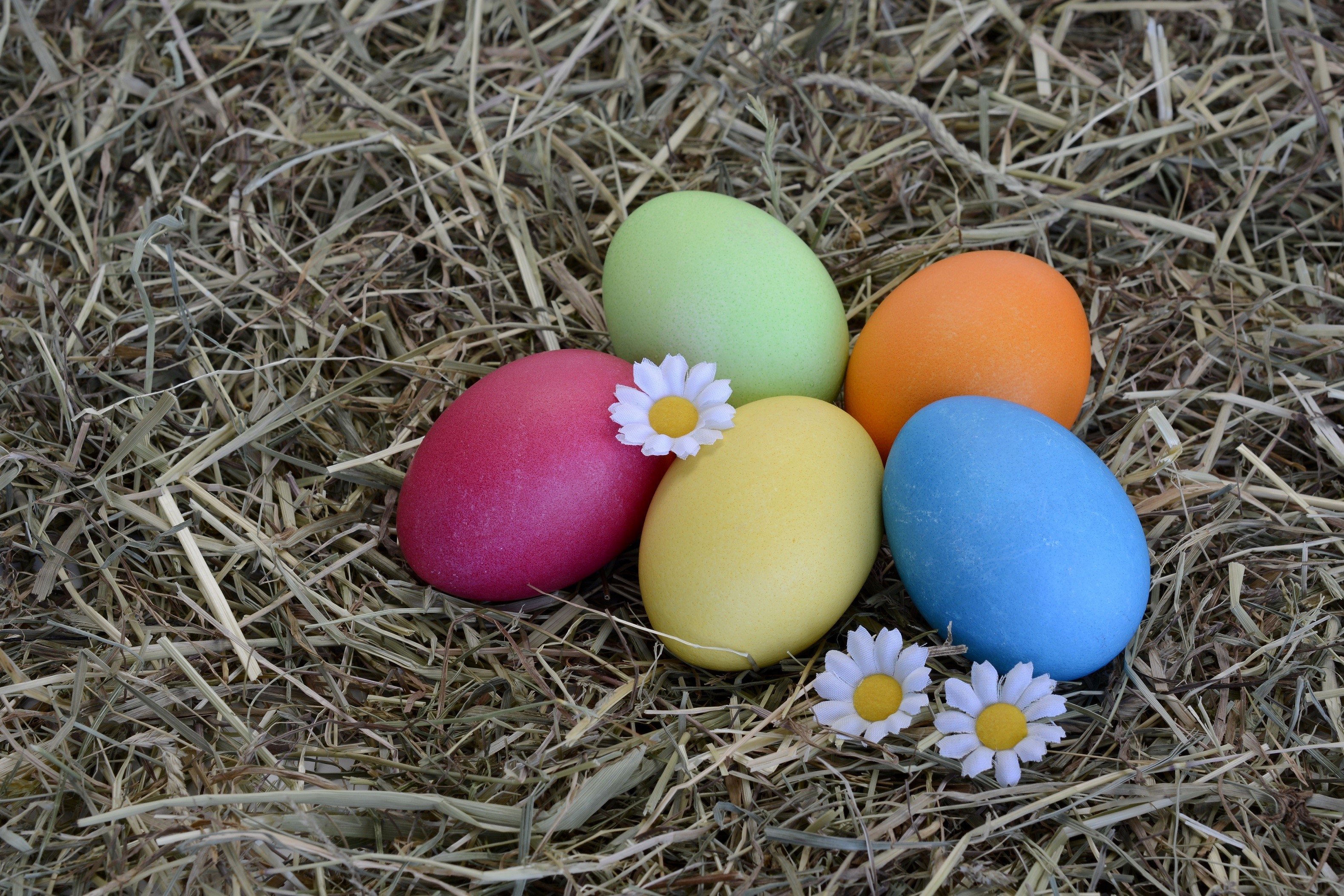 Easter eggs in hay with daisies HD Wallpaper