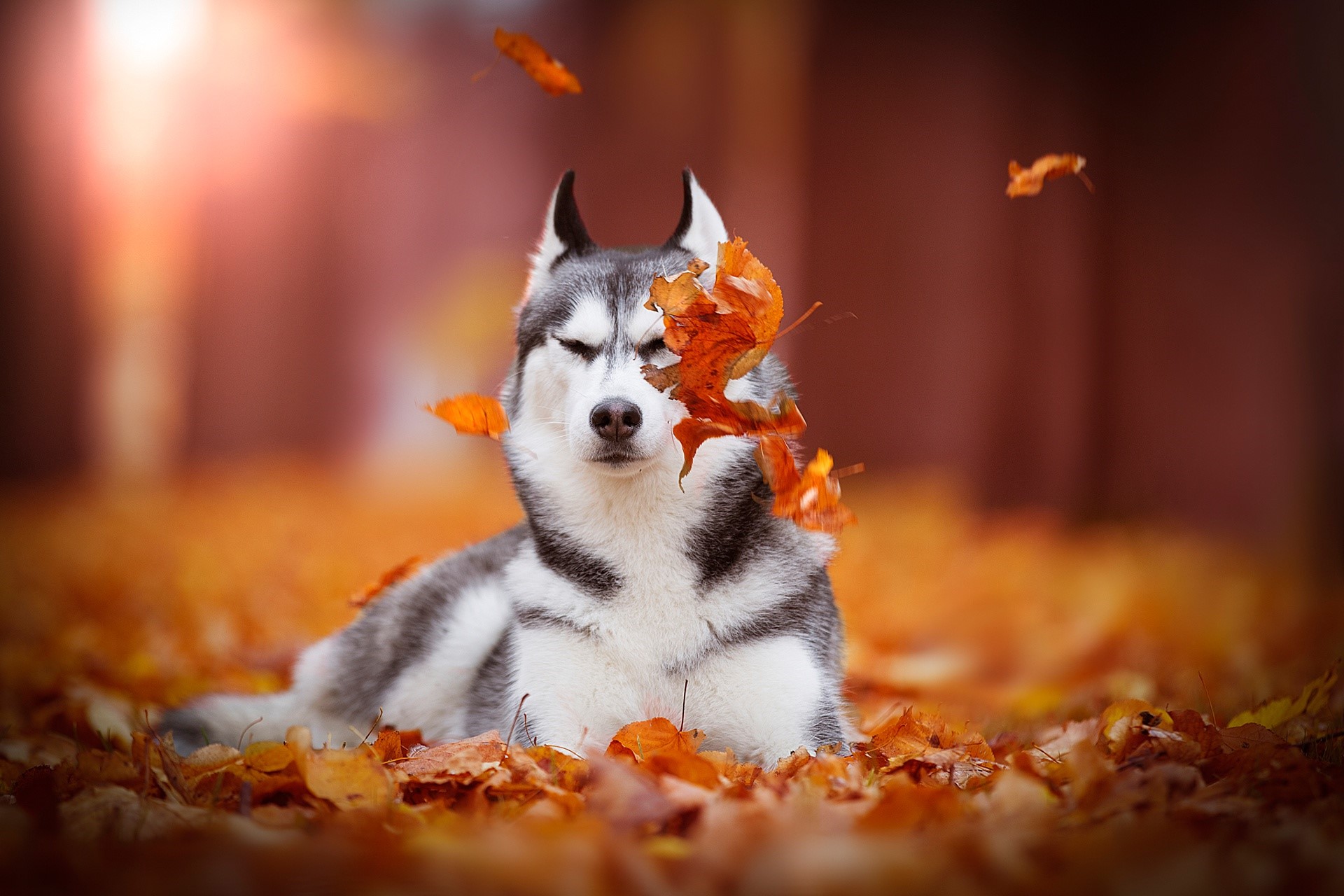 Siberian Husky lying in autumn leaves HD Wallpaper