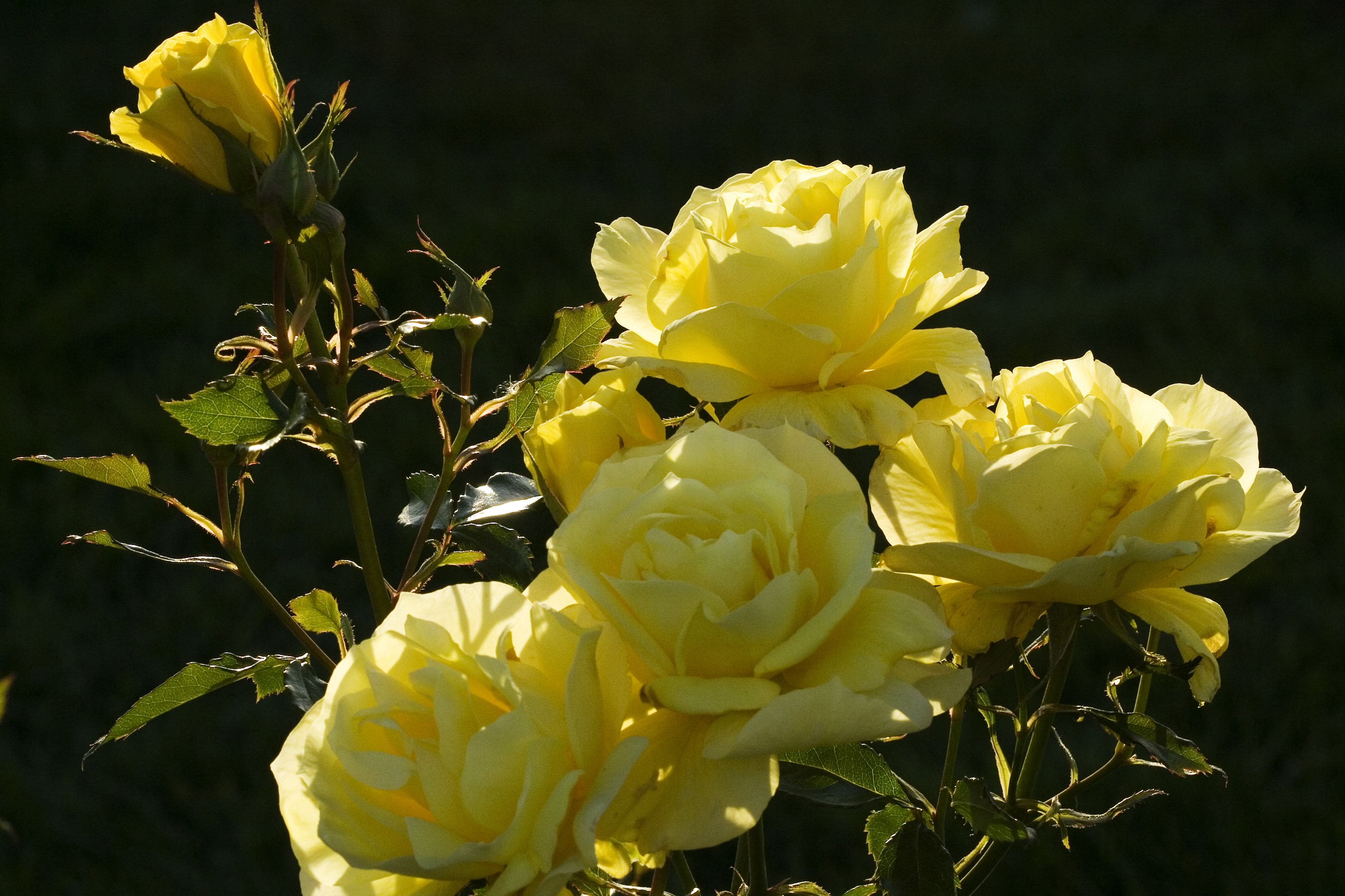 Yellow Roses in Sunlight HD Wallpaper