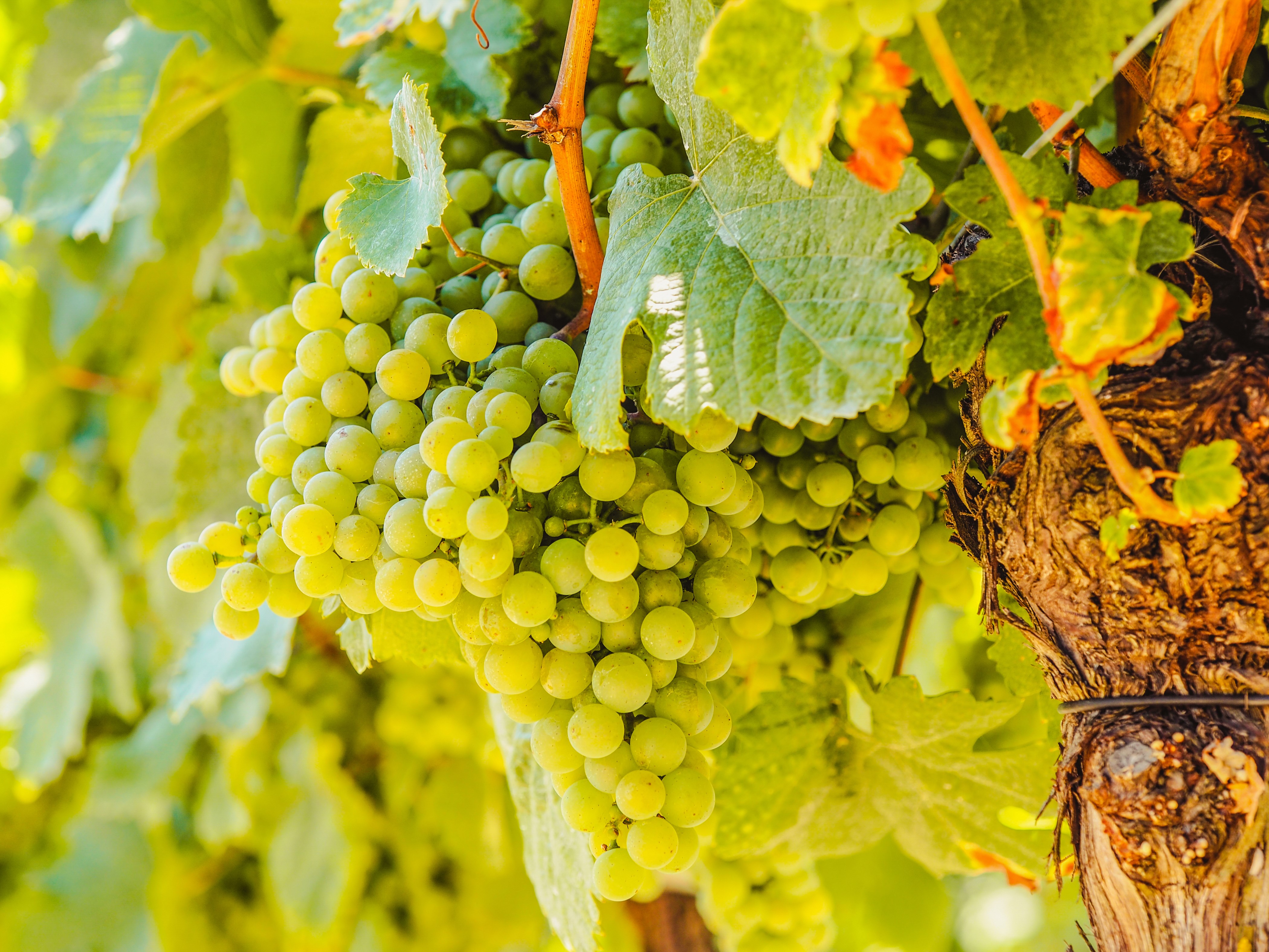 Green Grapes on a Vine HD Wallpaper