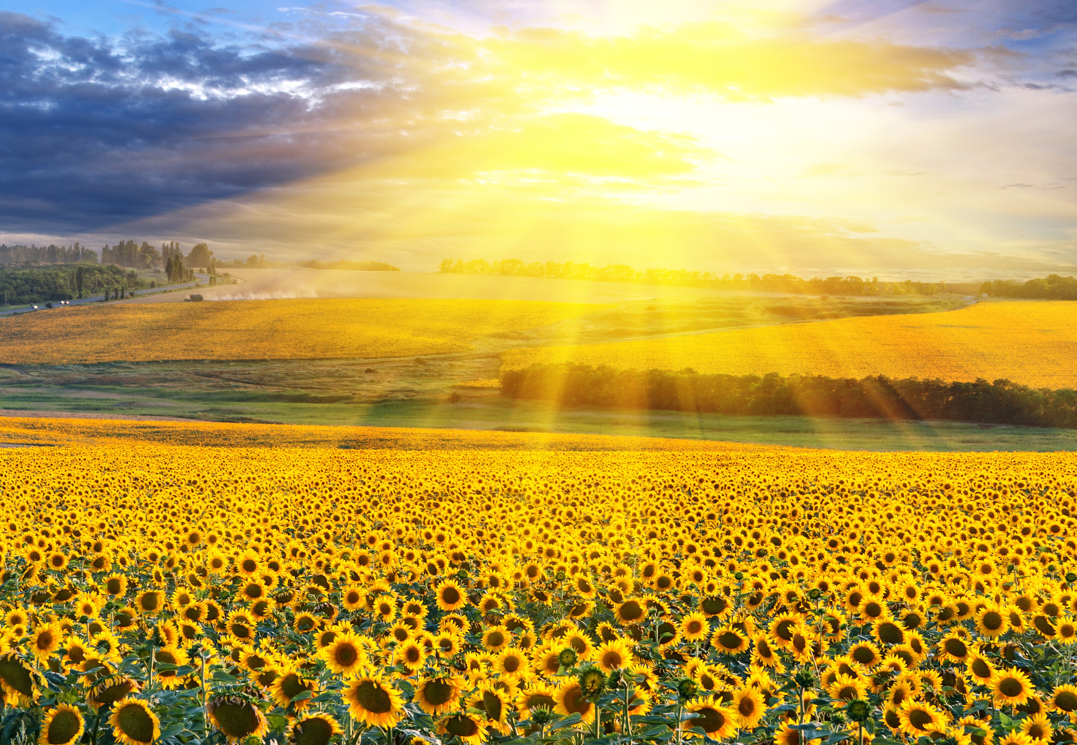 Field of sunflowers under the sun HD Wallpaper