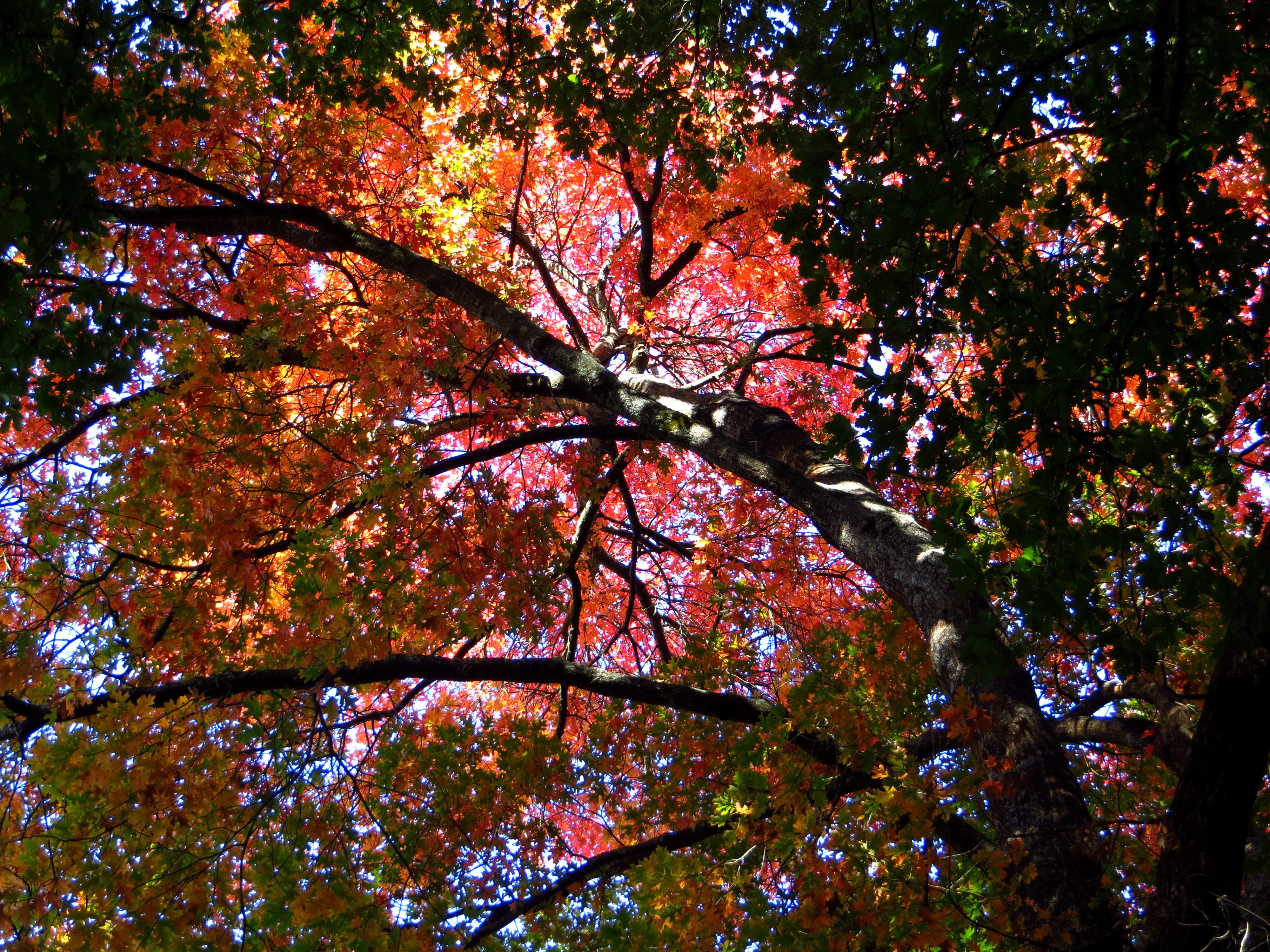 Autumn Foliage and Tree Branches HD Wallpaper