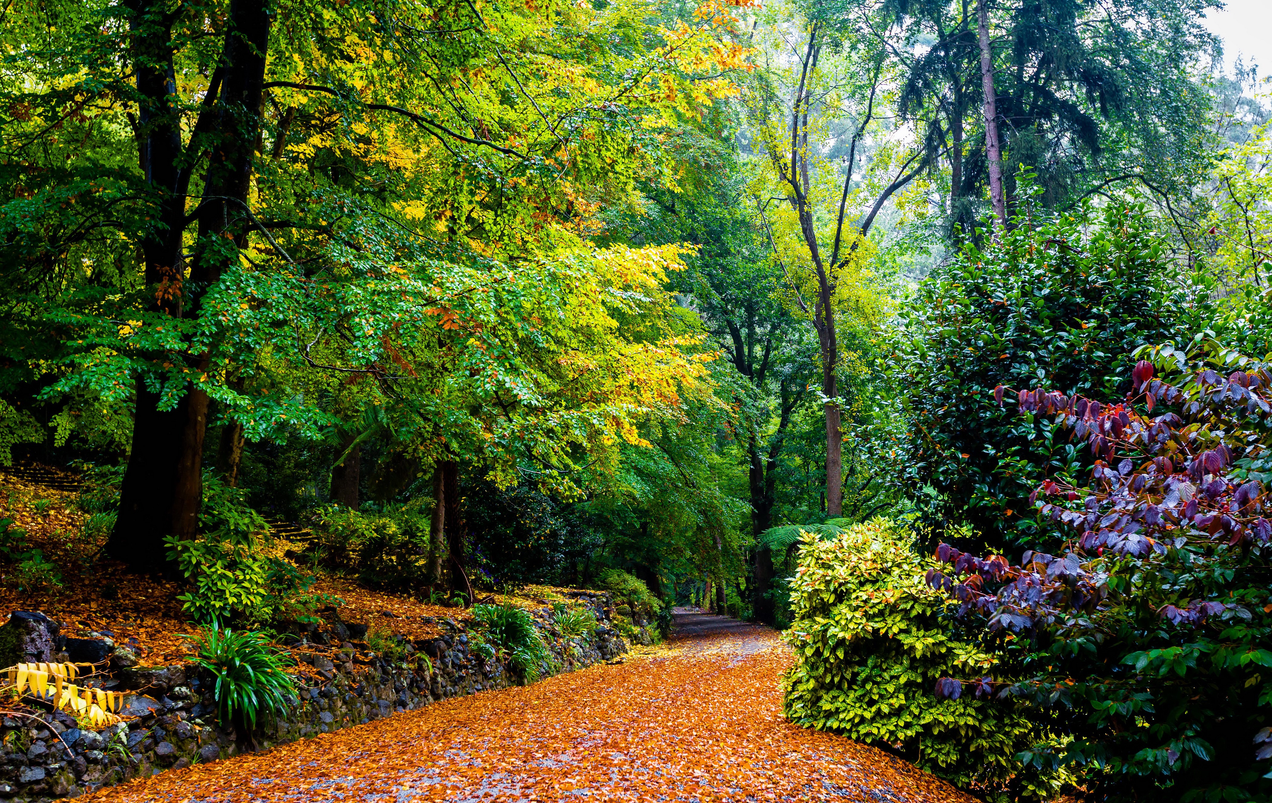 Autumn path in Alfred Nicholas Memorial Gardens, Australia HD Wallpaper