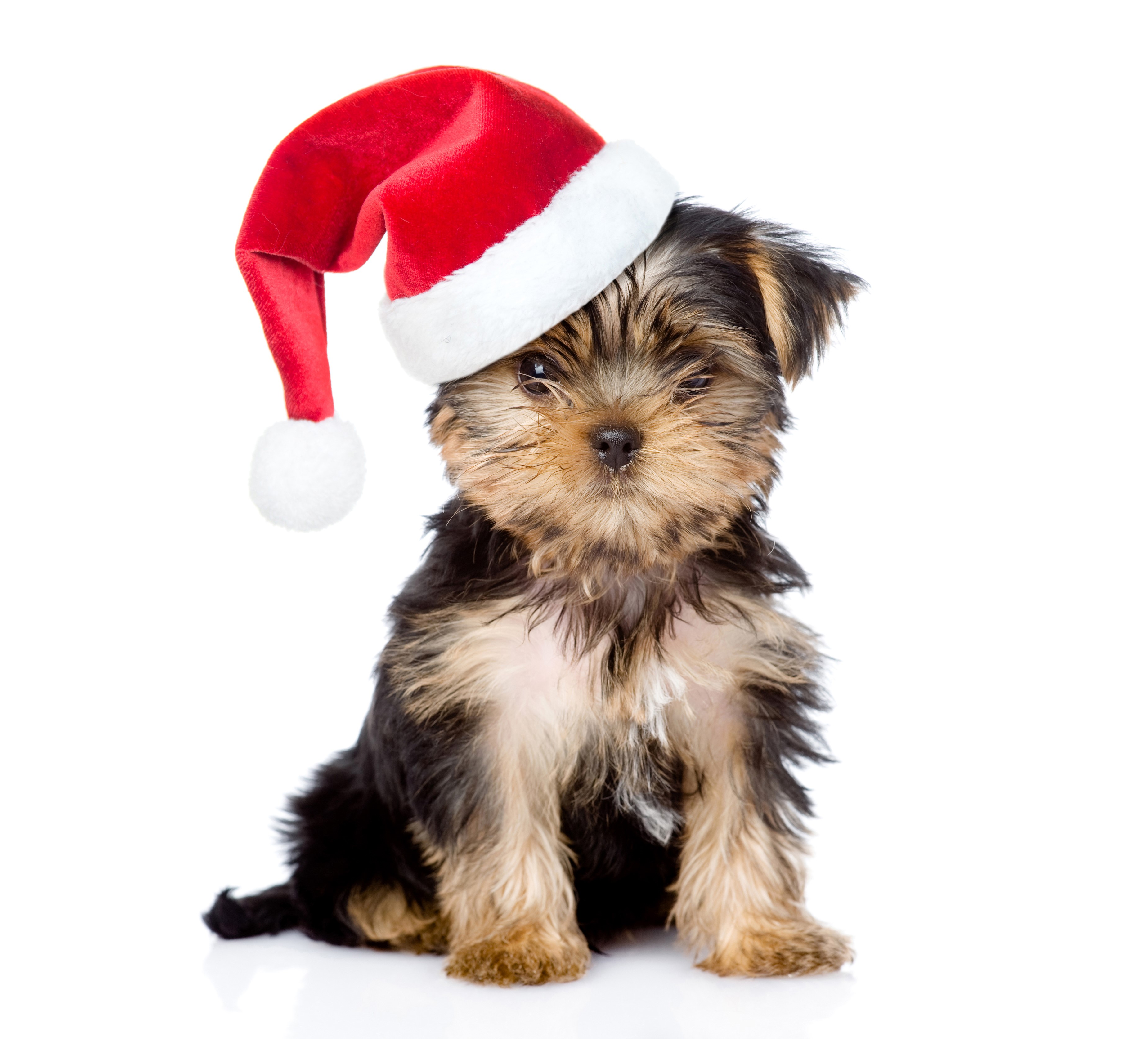 Yorkshire terrier puppy wearing a Santa hat HD Wallpaper
