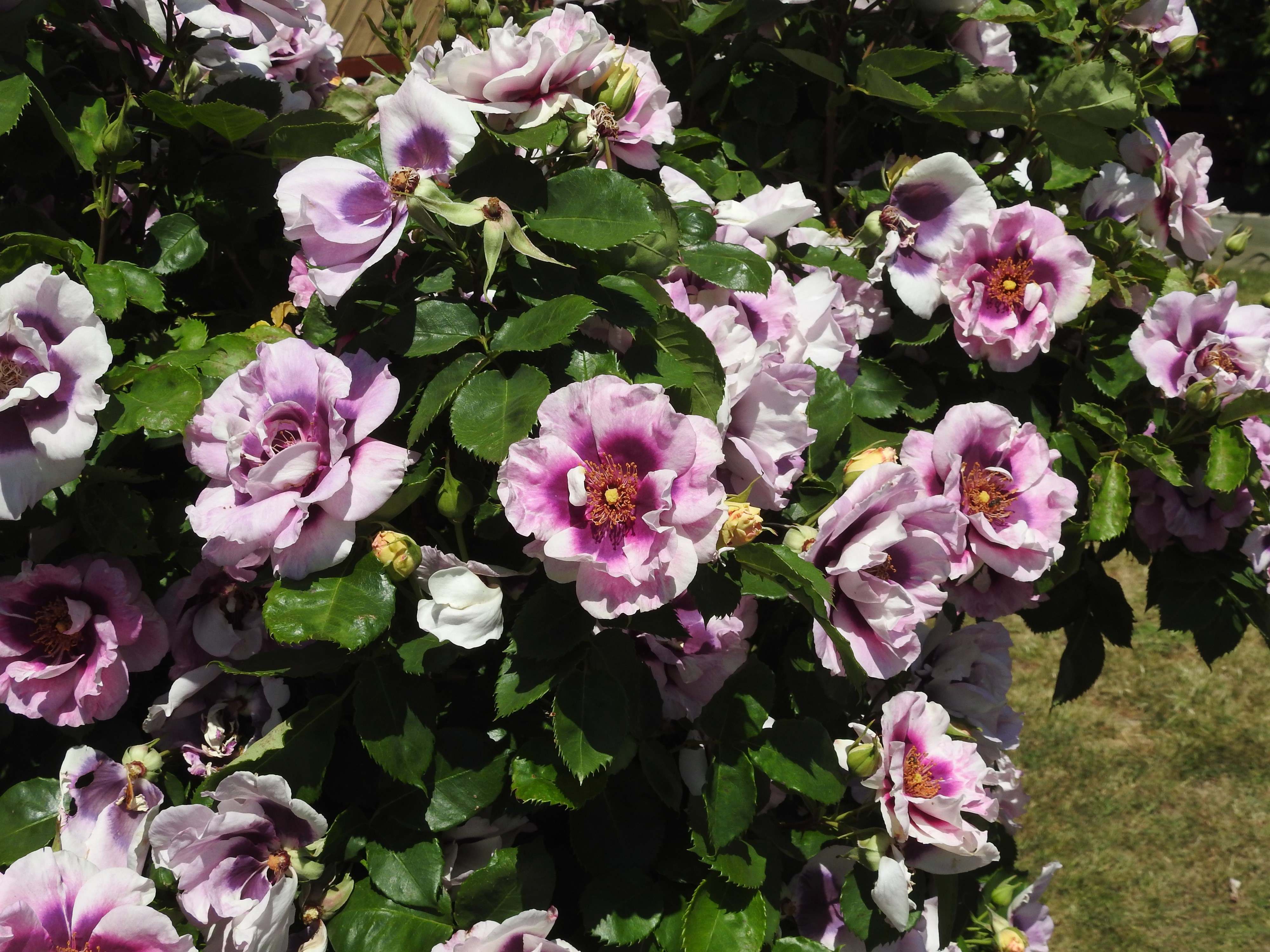 4K Roses Closeup HD Wallpaper