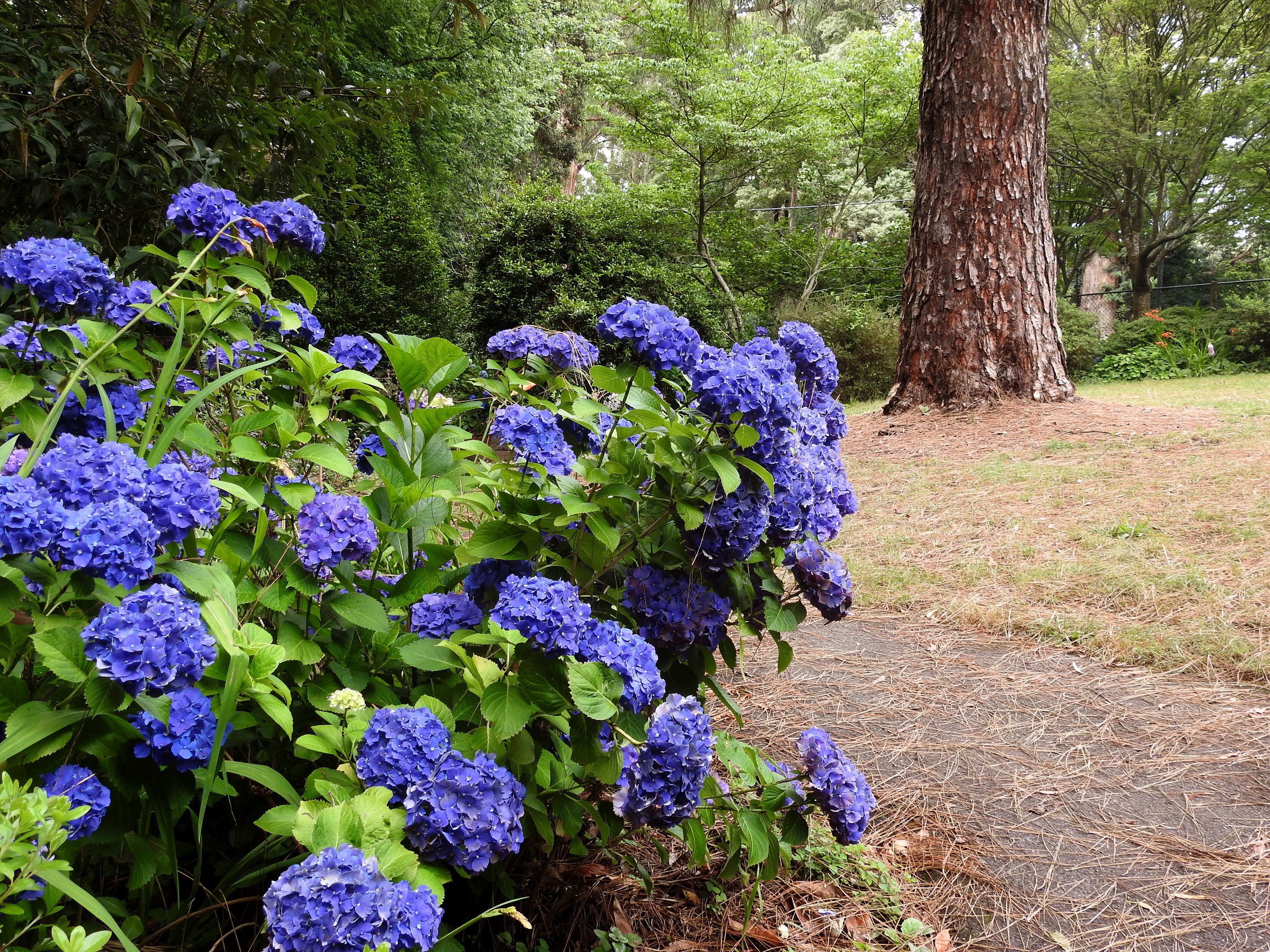 Blue Hydrangeas in George Tindale Memorial Garden, Sherbrooke HD Wallpaper