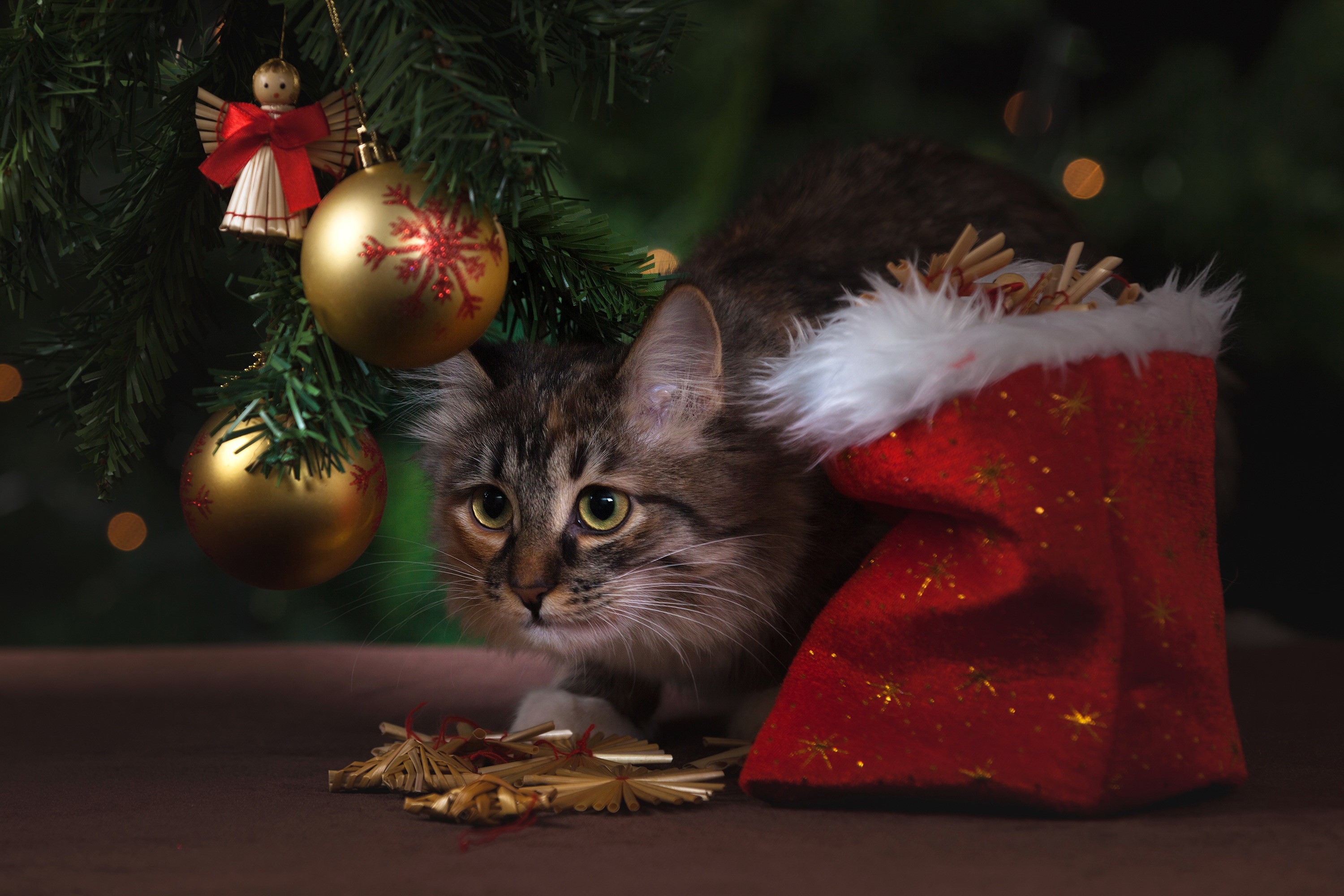Cat hiding in a Christmas stocking near a tree HD Wallpaper