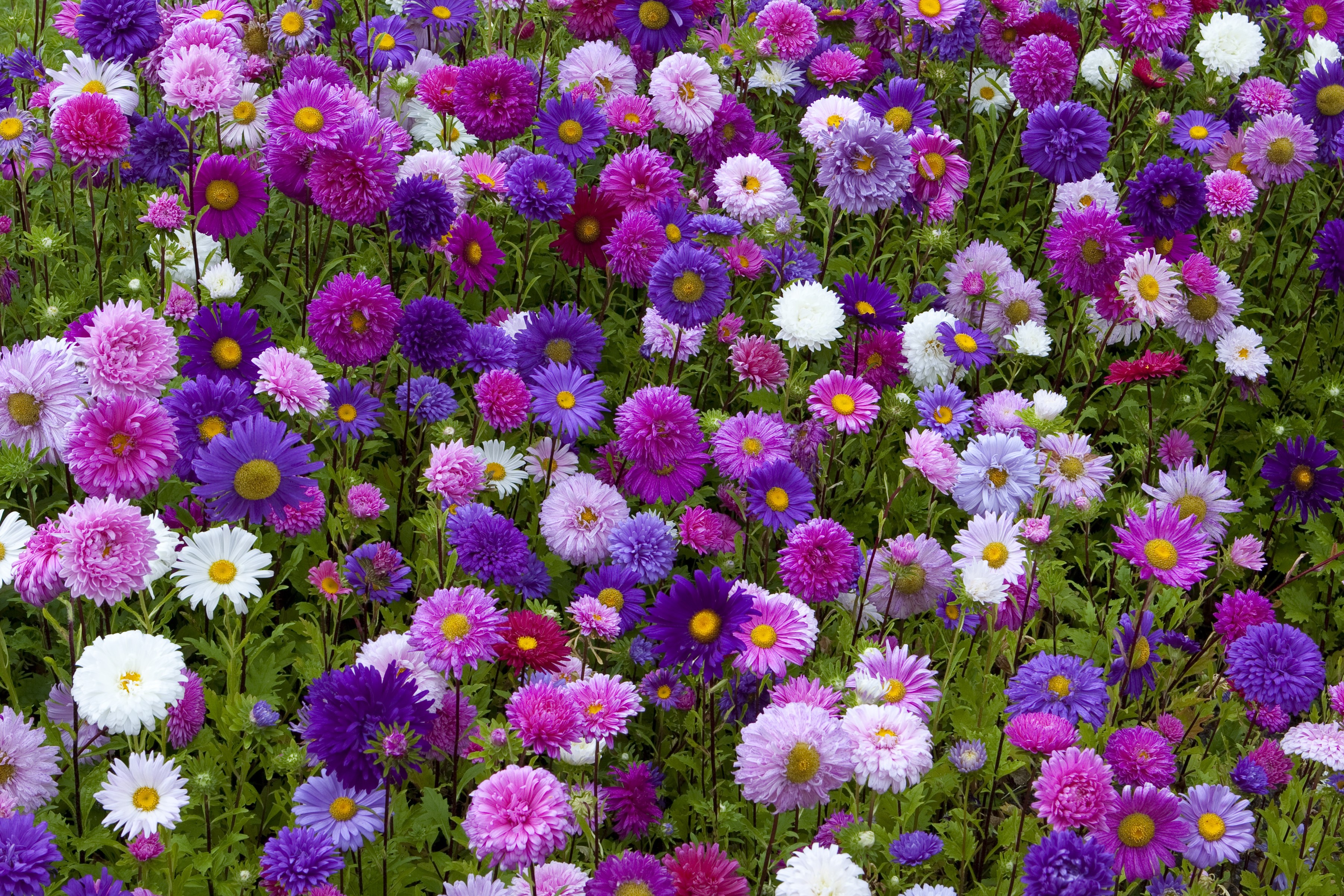 A field of colorful asters in bloom HD Wallpaper