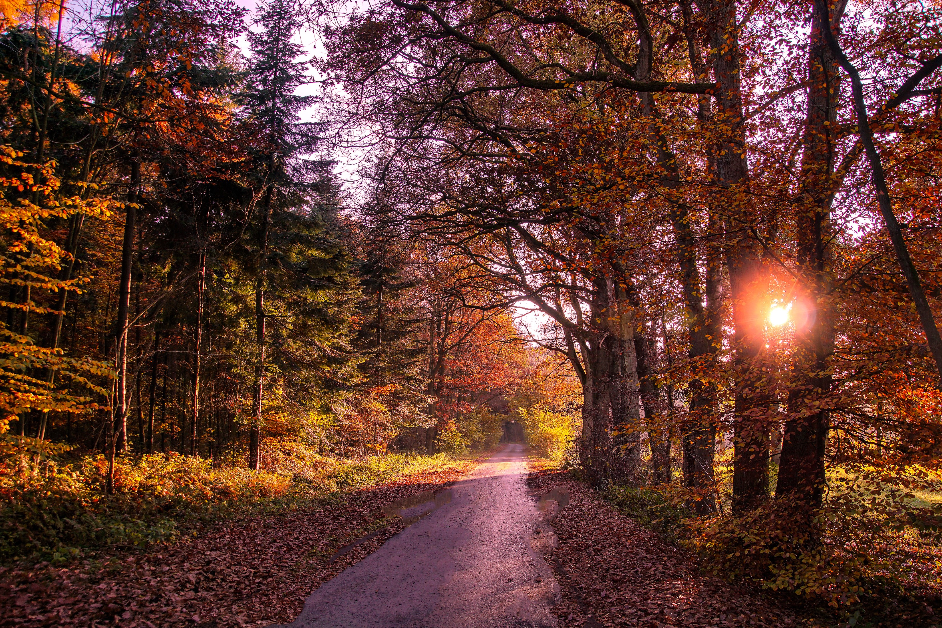 Road through an autumn forest with sunbeams HD Wallpaper