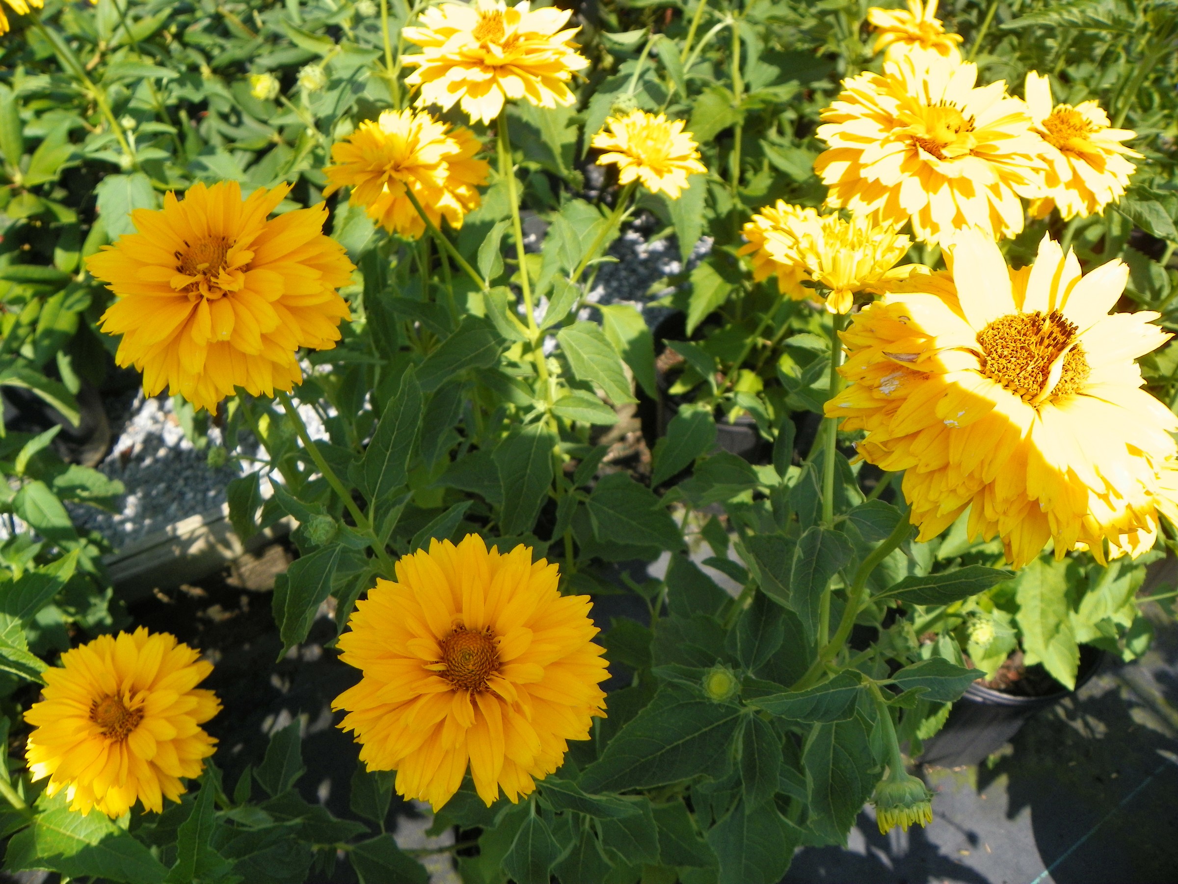 Heliopsis flowers in bloom HD Wallpaper