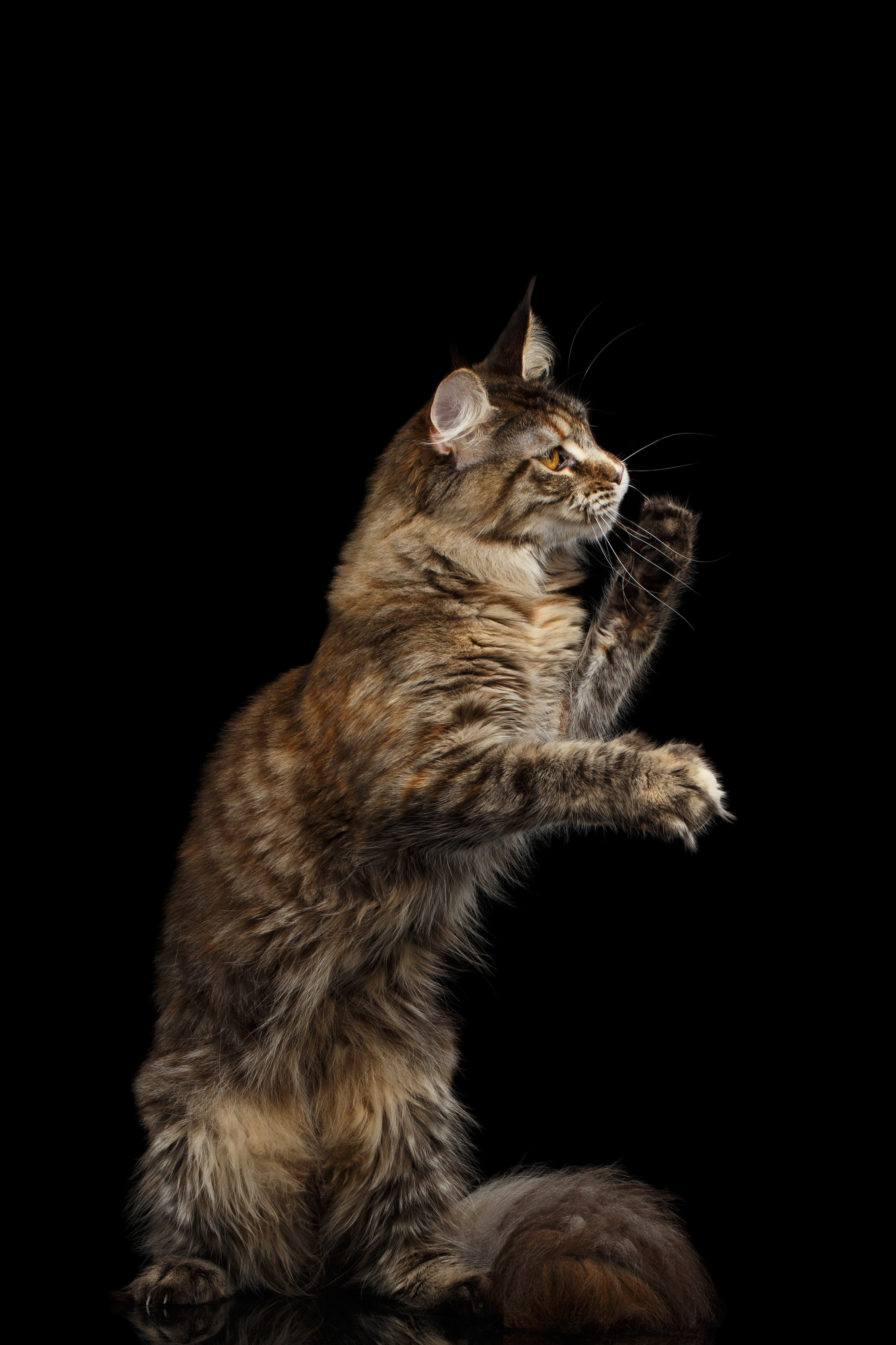 Maine Coon Cat Standing on Hind Legs HD Phone Wallpaper