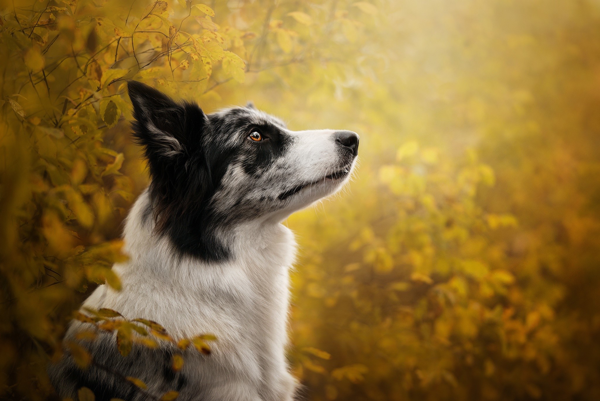 Border Collie dog looking up in autumn foliage HD Wallpaper